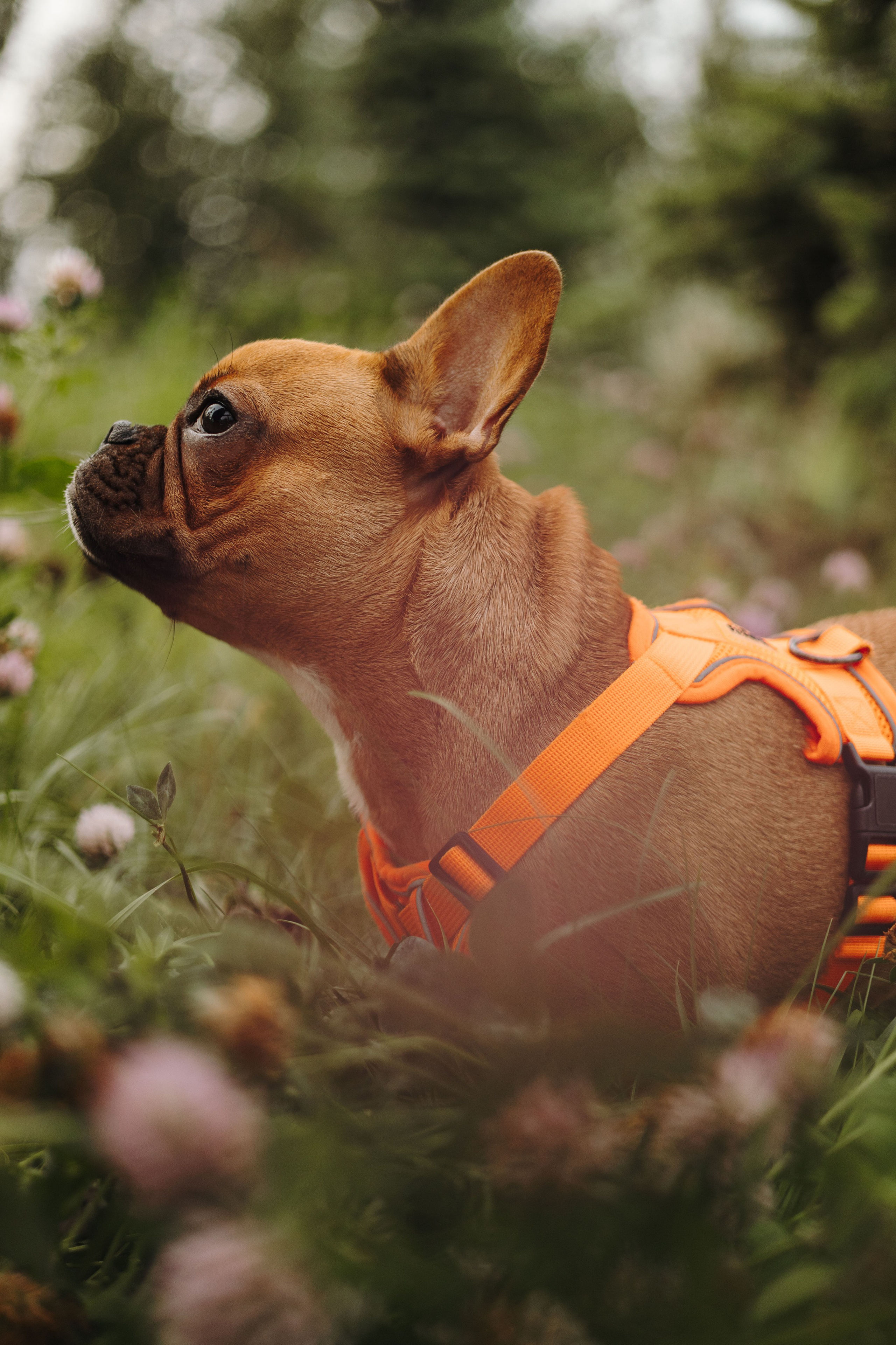 Дарья и Бонита. Фотограф животных Евгения Верцинская