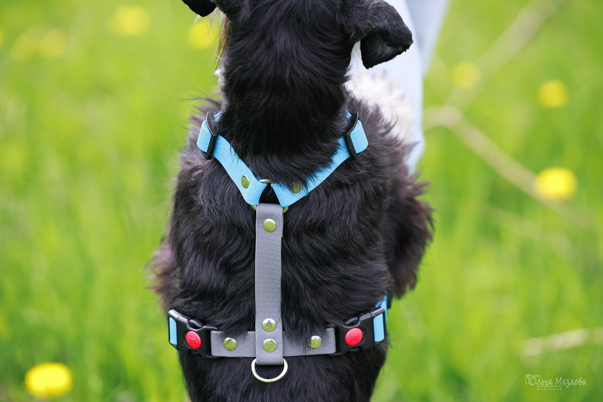 фотосъемка животных Саратов