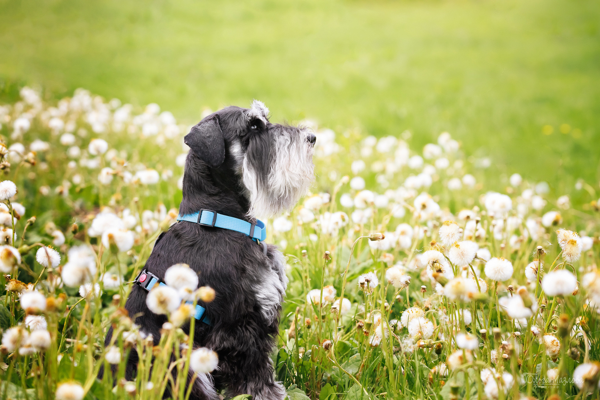 анималист Саратов