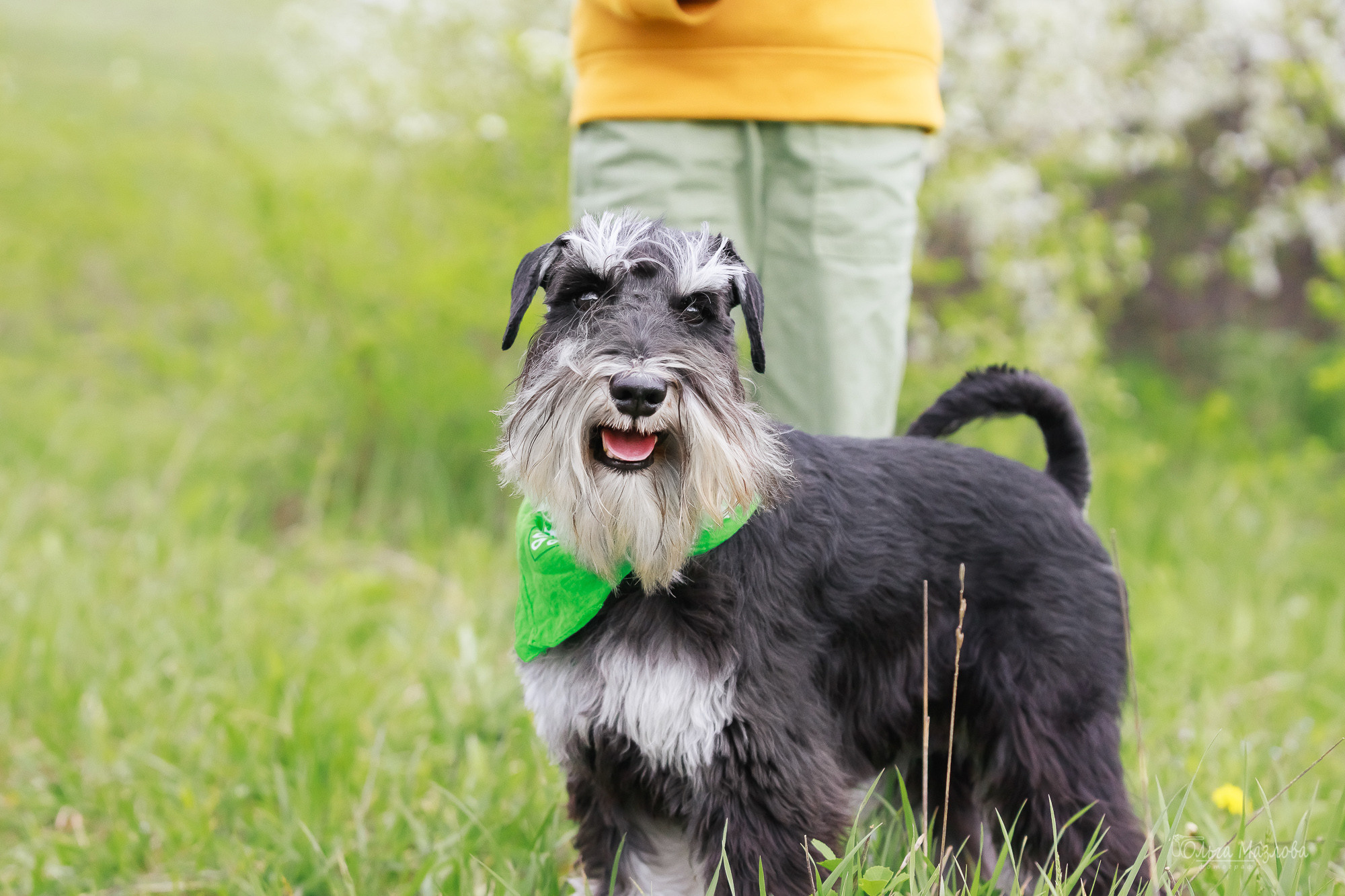 фотограф анималист в Саратове