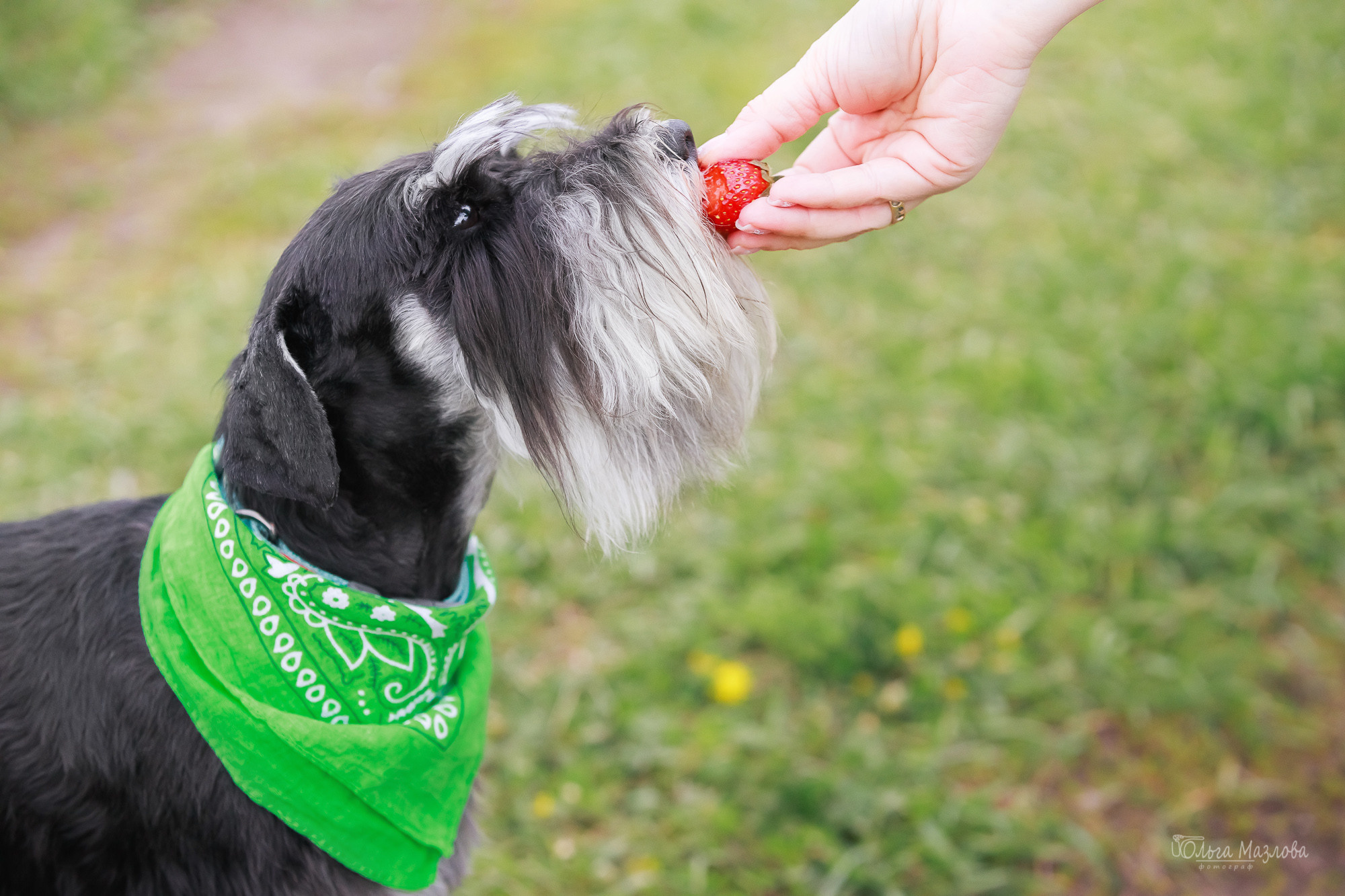 фотограф анималист в Саратове