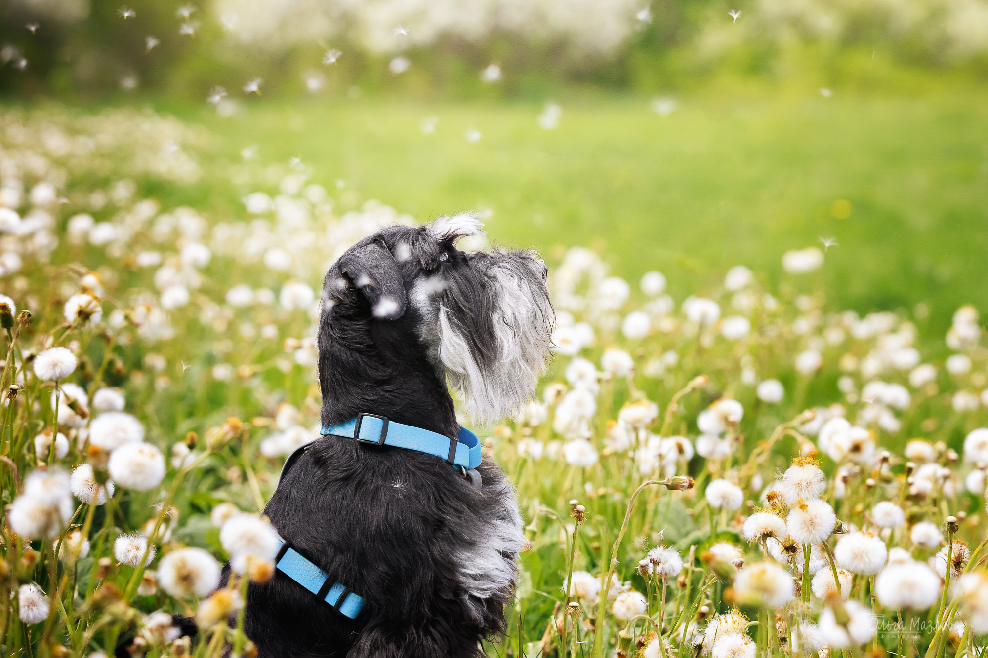 анималист Саратов