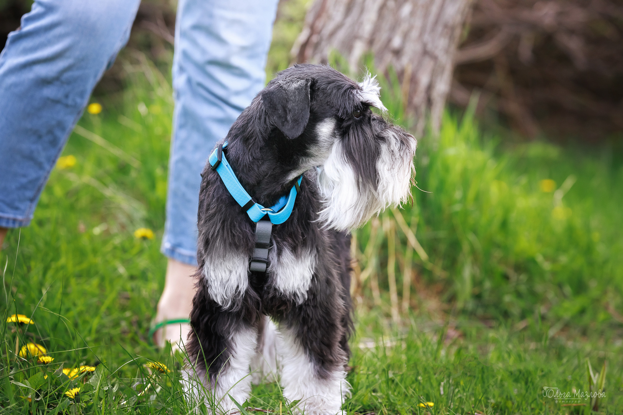 фотосъемка животных Саратов