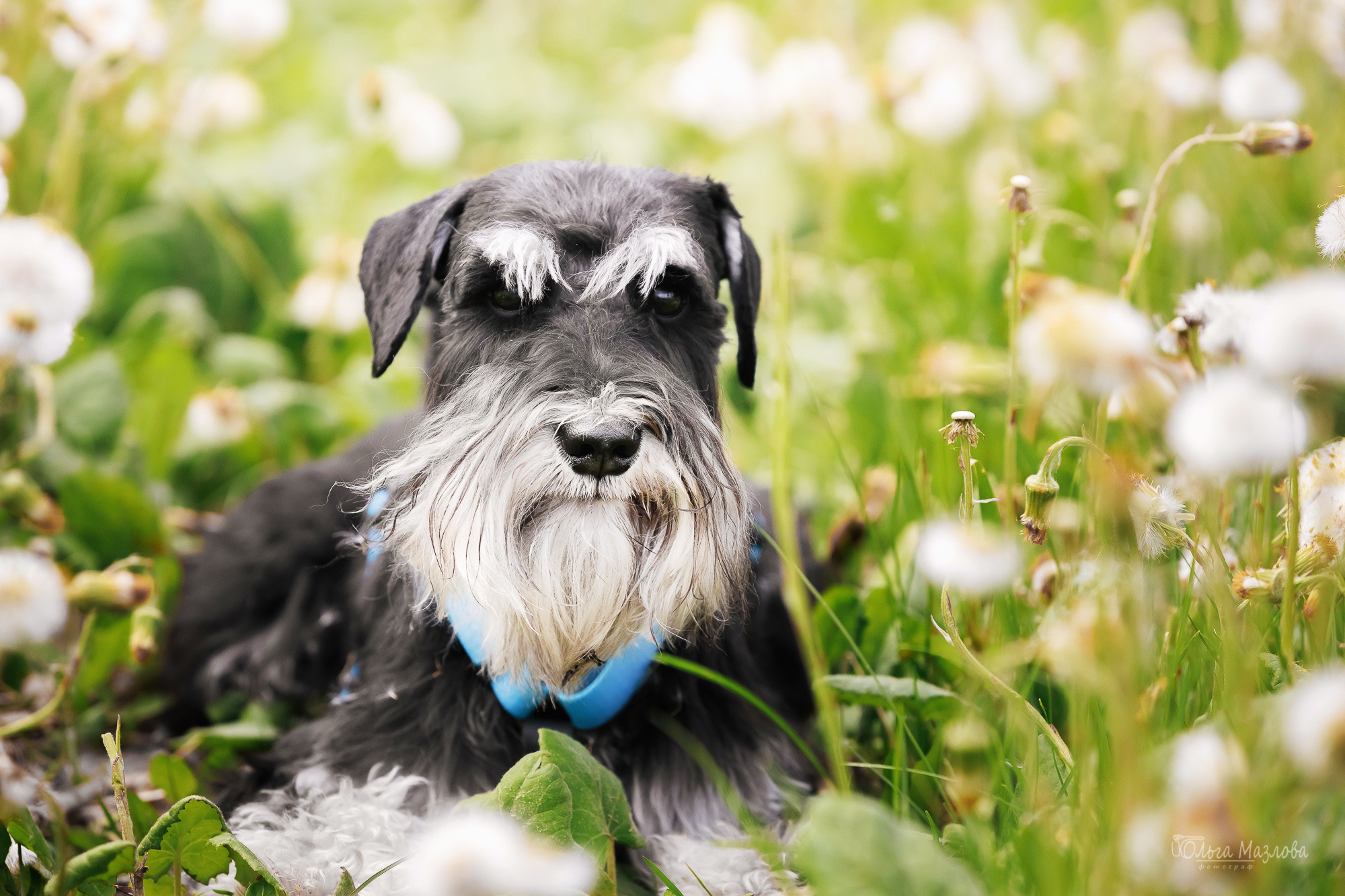 анималист Саратов