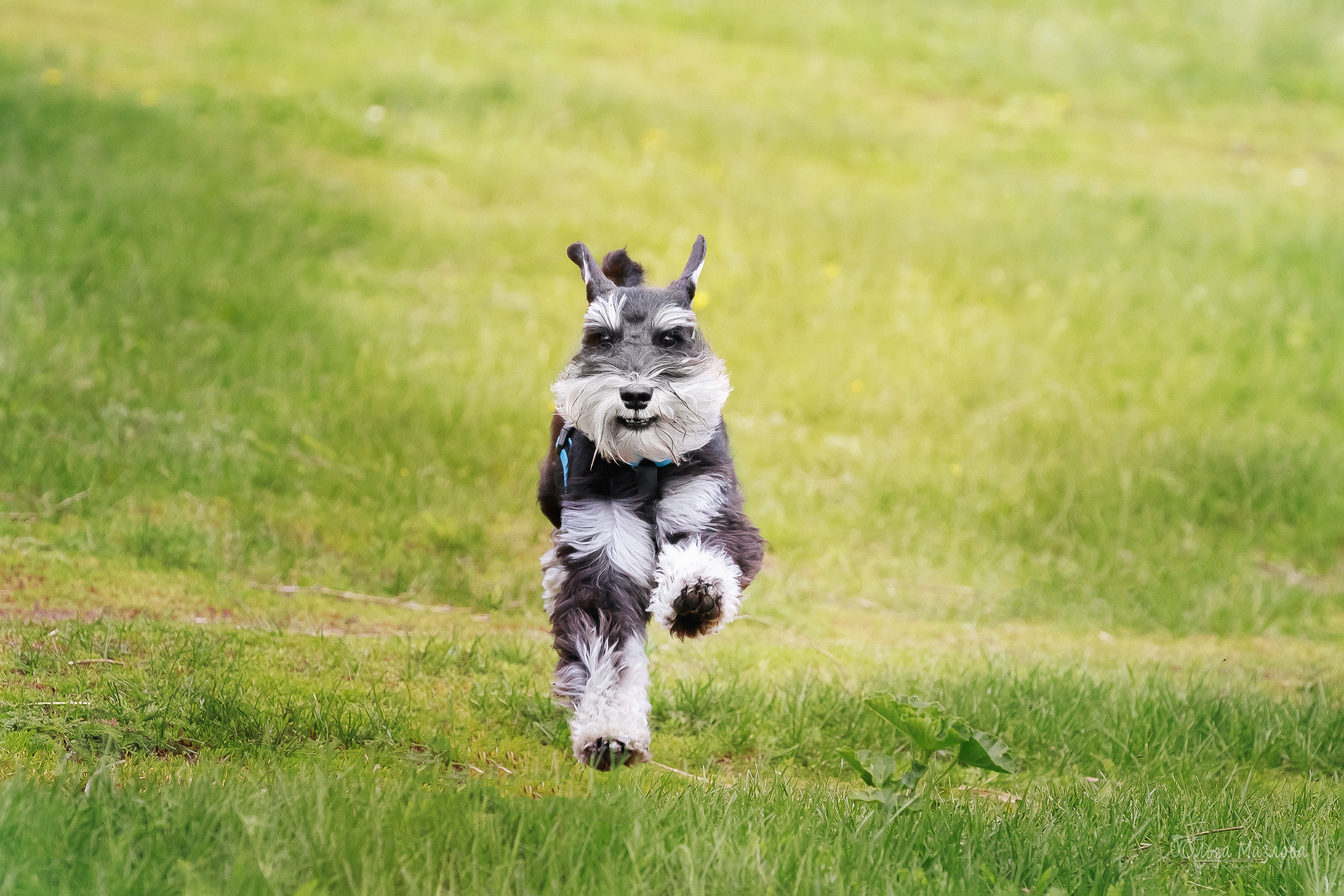 фотосъемка животных Саратов