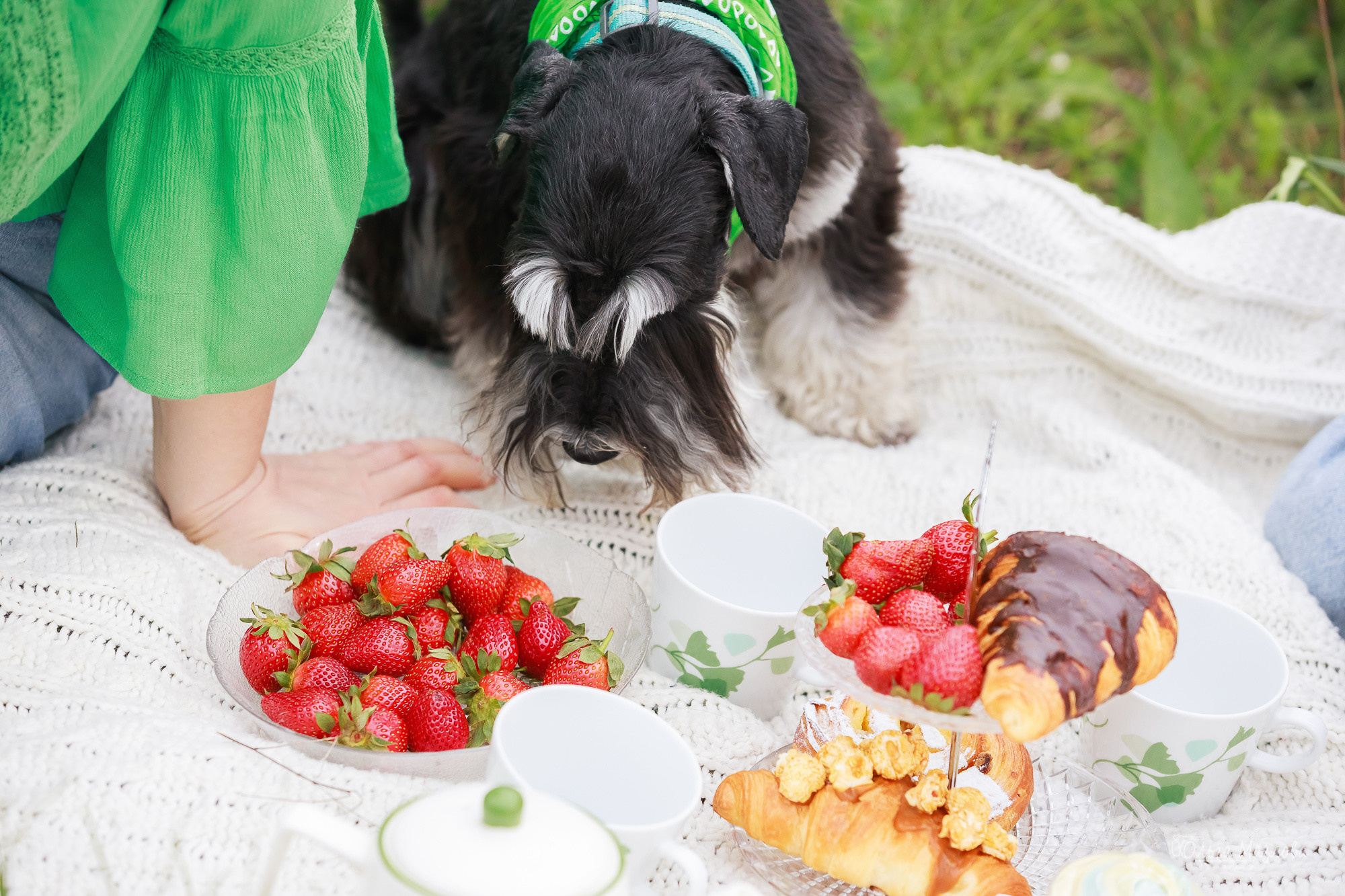 фотограф анималист в Саратове