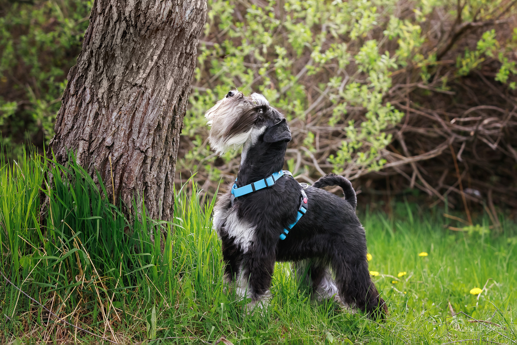 фотограф анималист в Саратове