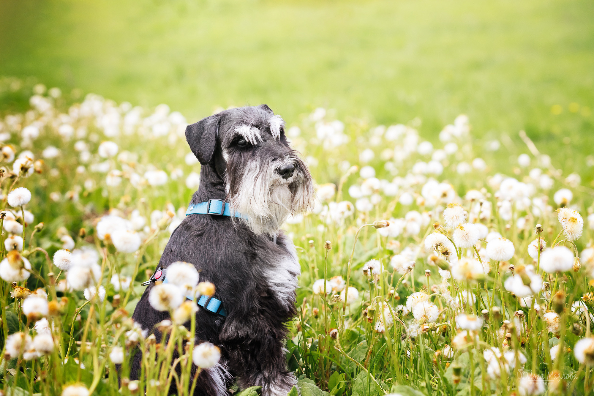 анималист Саратов