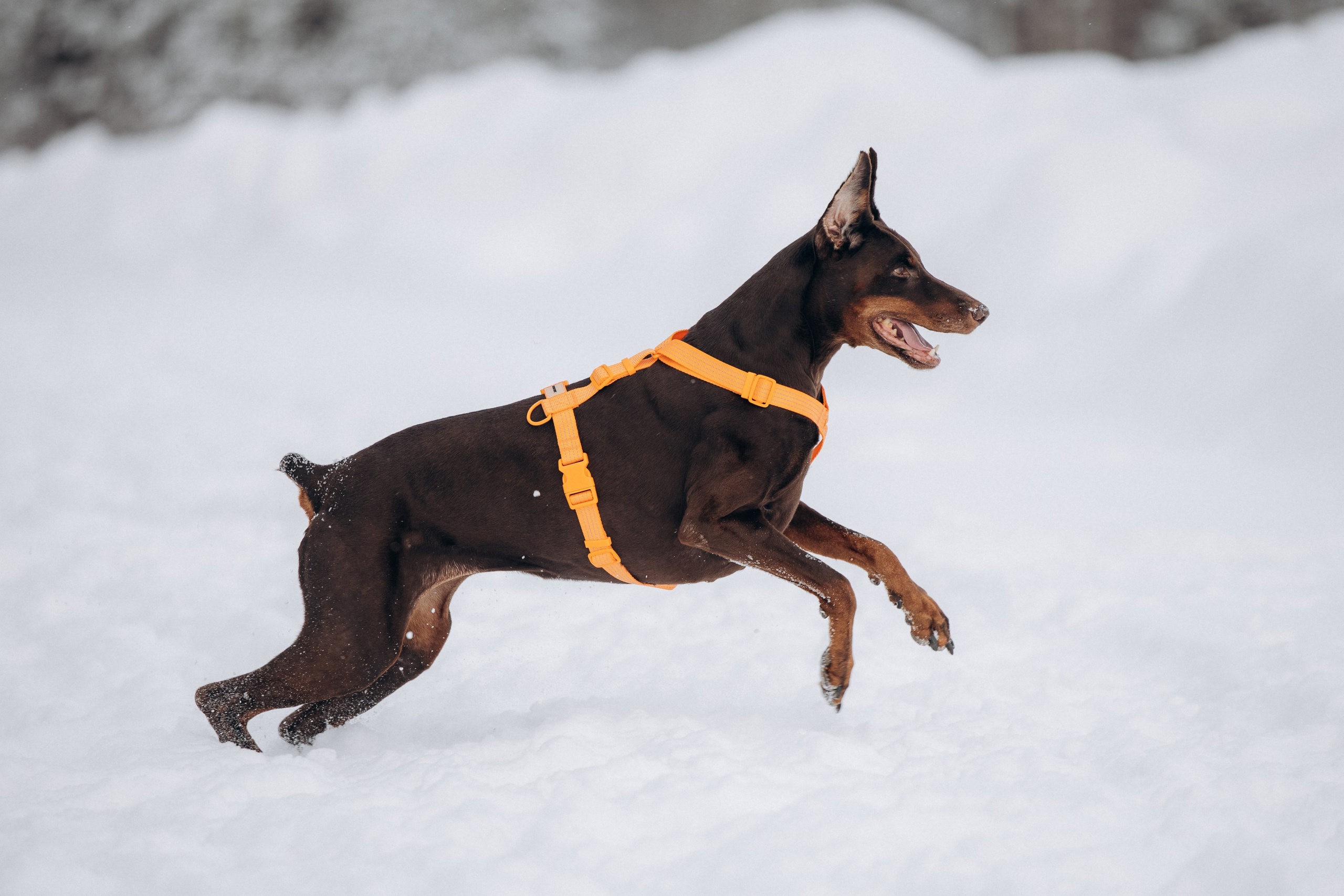 Детта. Зима. Фотограф анималист в Казани Алина Сулейманова. Фотограф животных