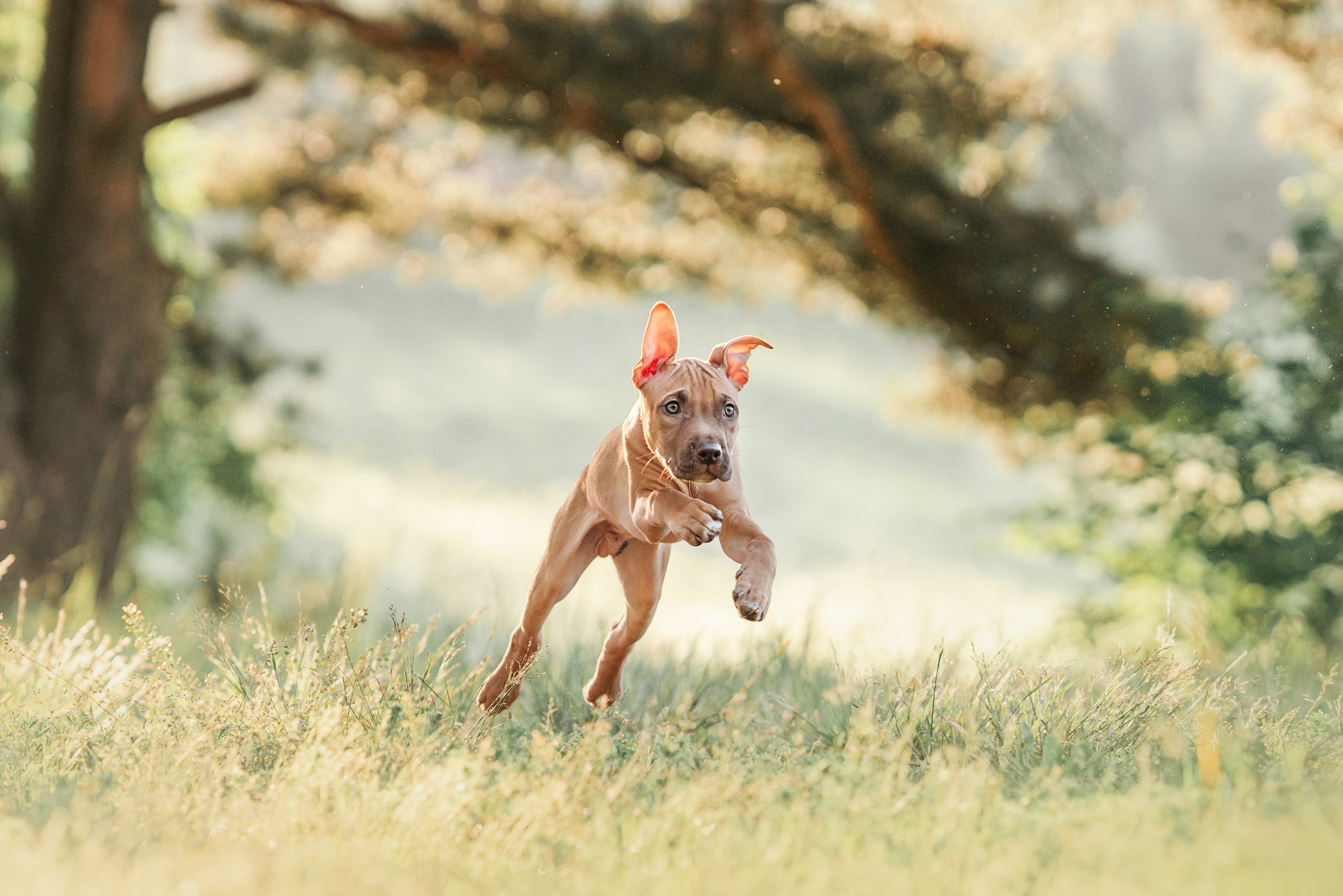 АПБТ. Фотограф анималист Осипчикова Мария