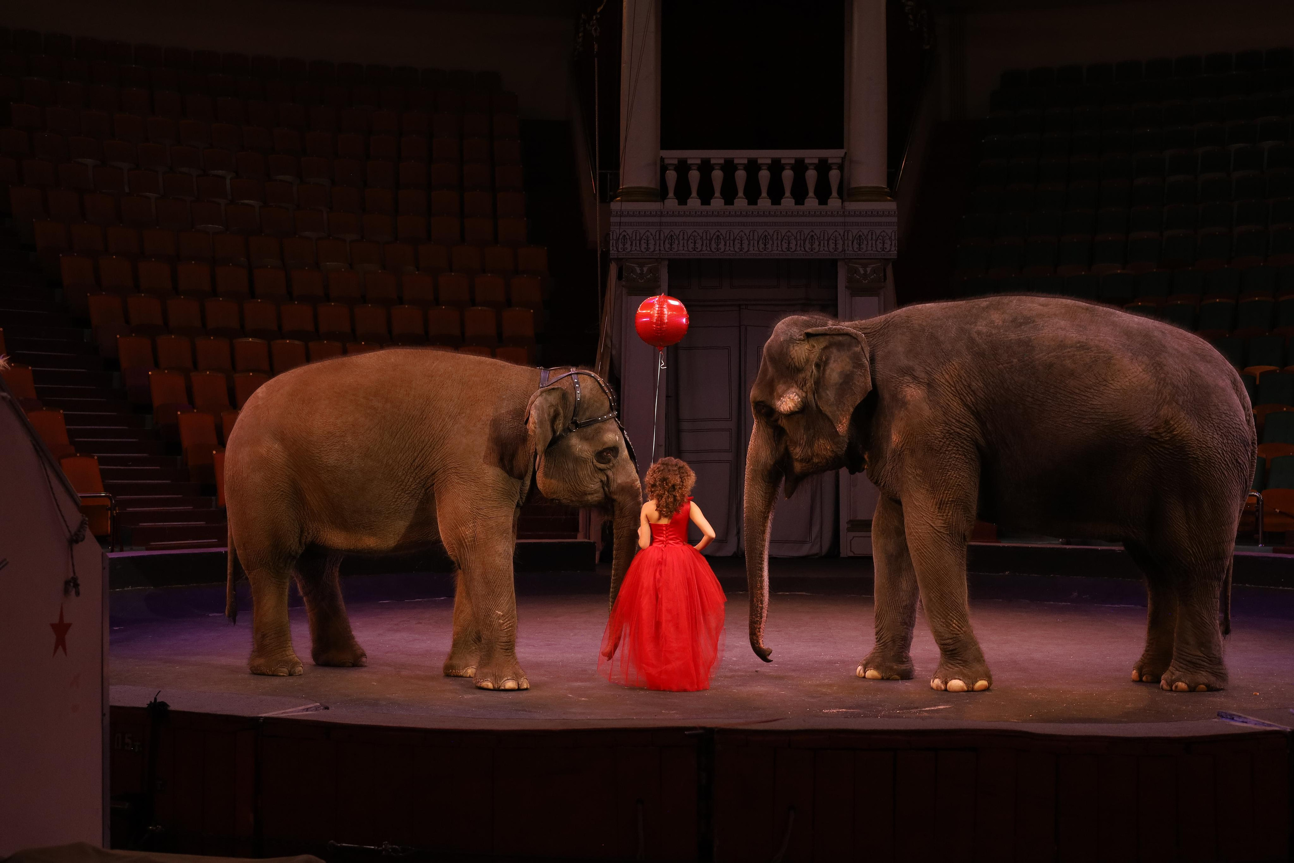 Со слонами. Детский сказочный фотограф Ярославль
