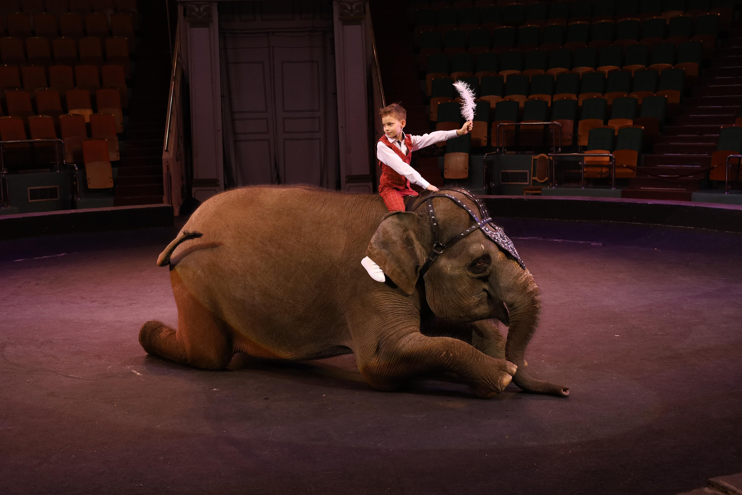 Со слонами. Детский сказочный фотограф Ярославль