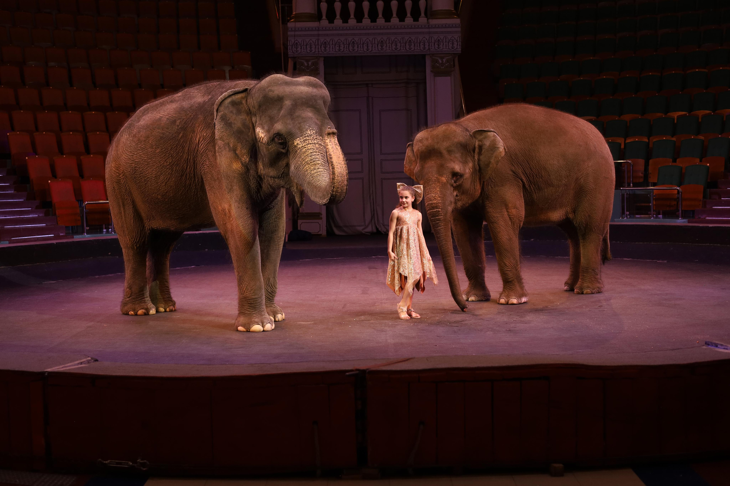 И снова слоны!. Детский сказочный фотограф Ярославль