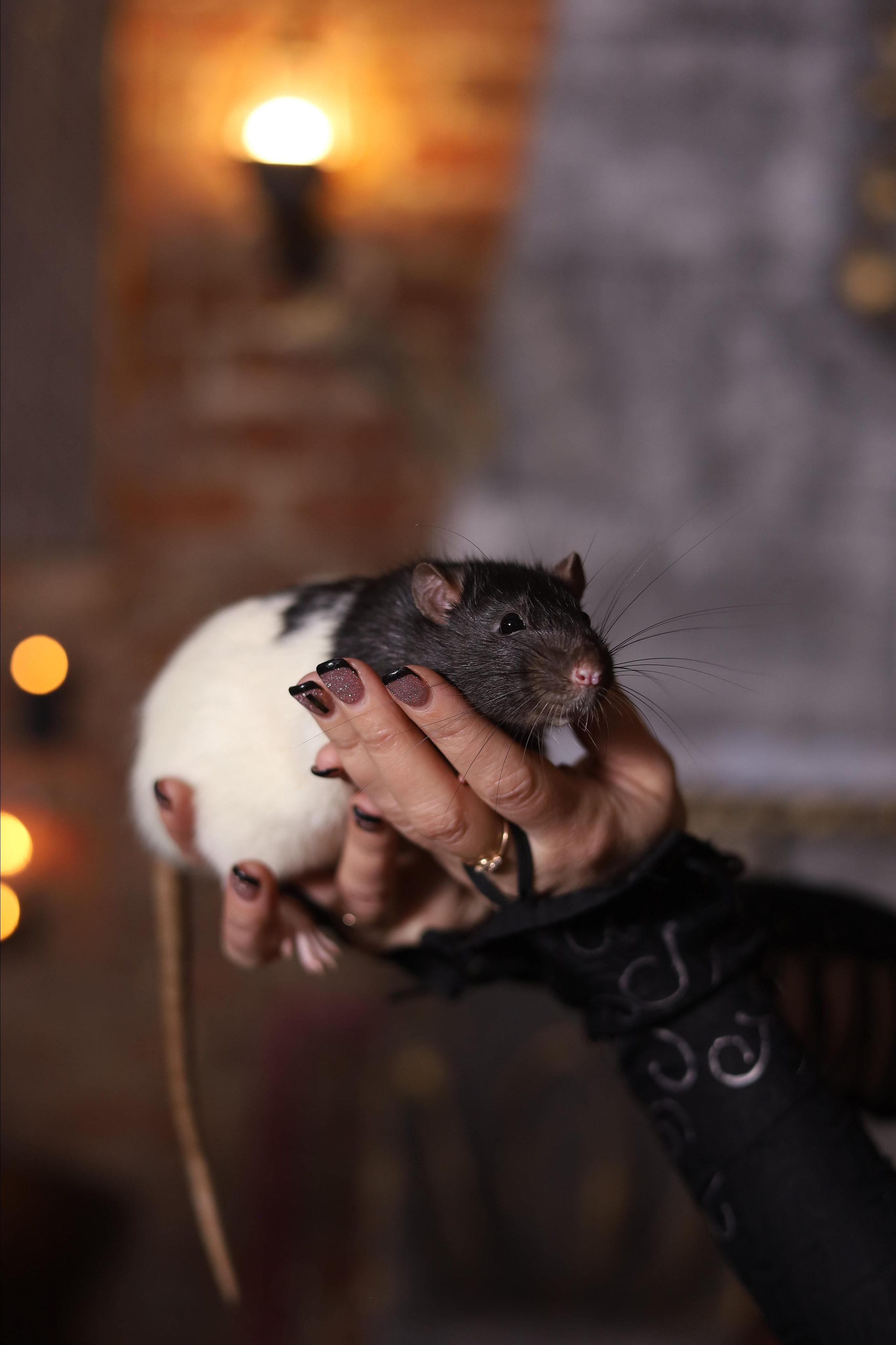 В хижине Гарри Поттера. Детский сказочный фотограф Ярославль