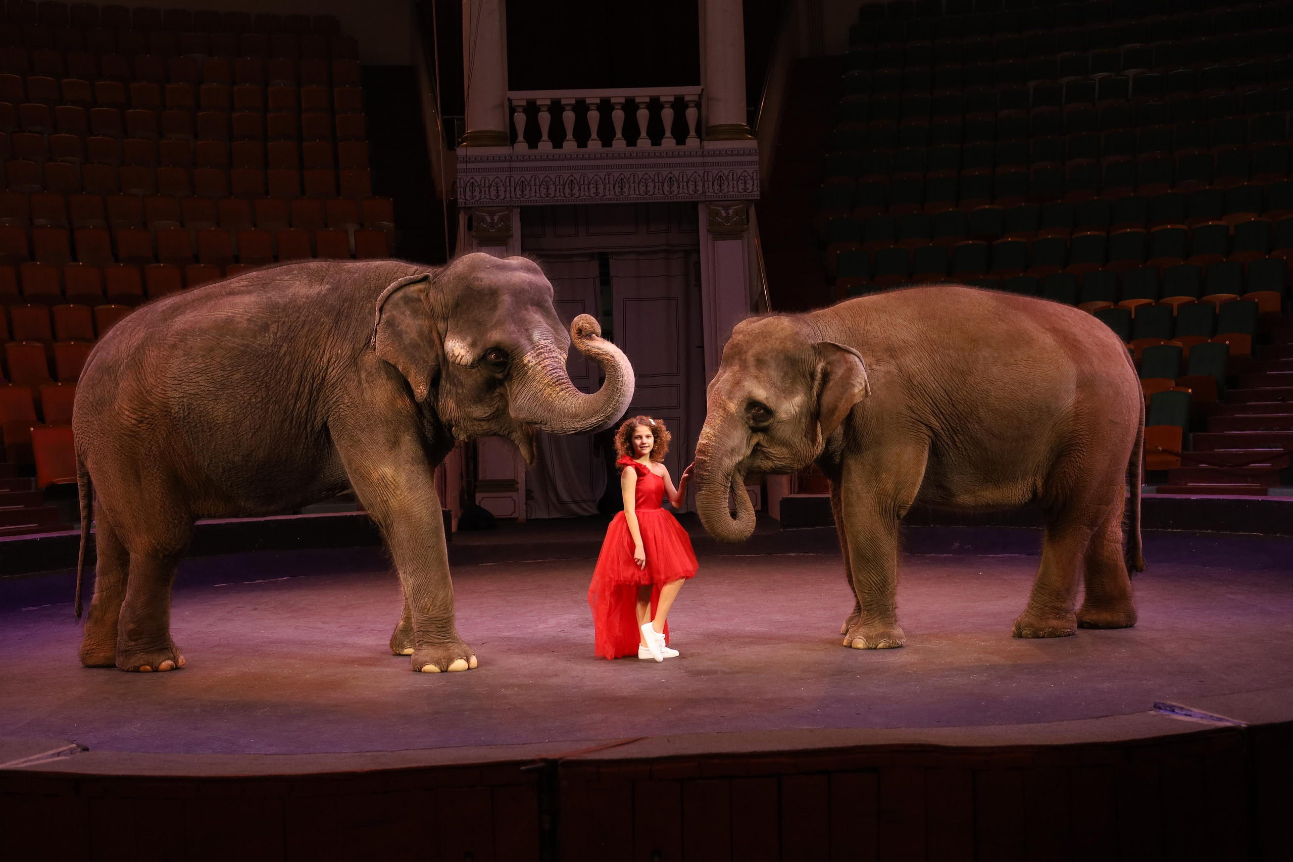 Со слонами. Детский сказочный фотограф Ярославль