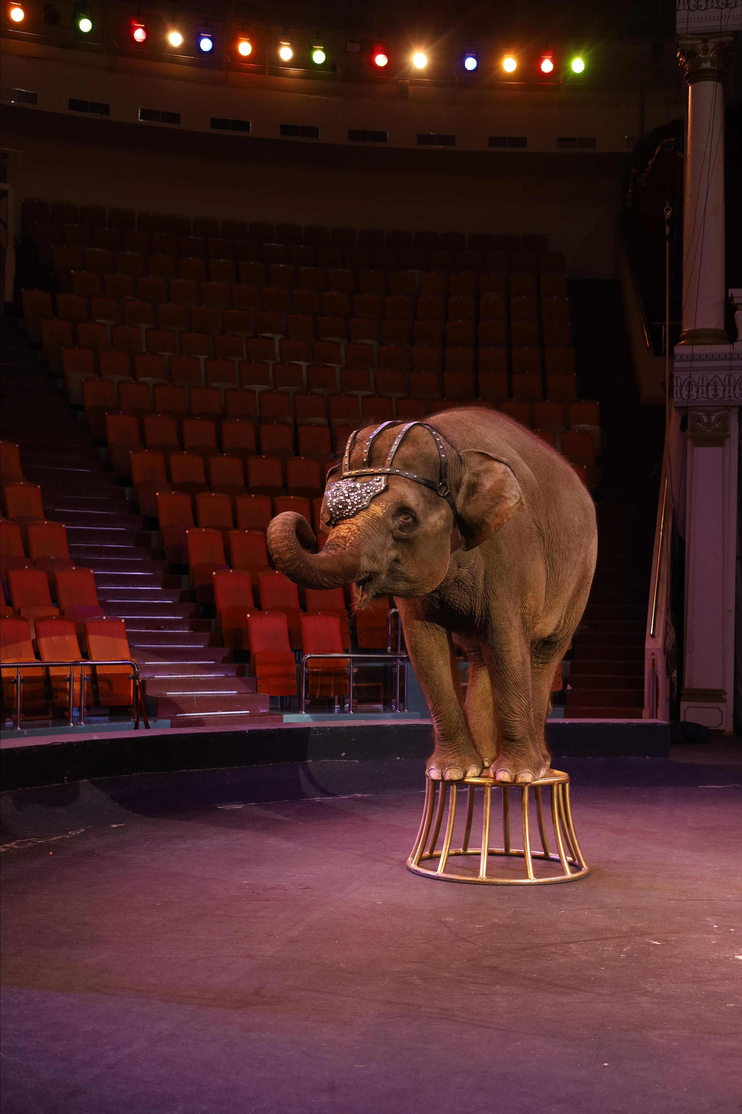 И снова слоны!. Детский сказочный фотограф Ярославль