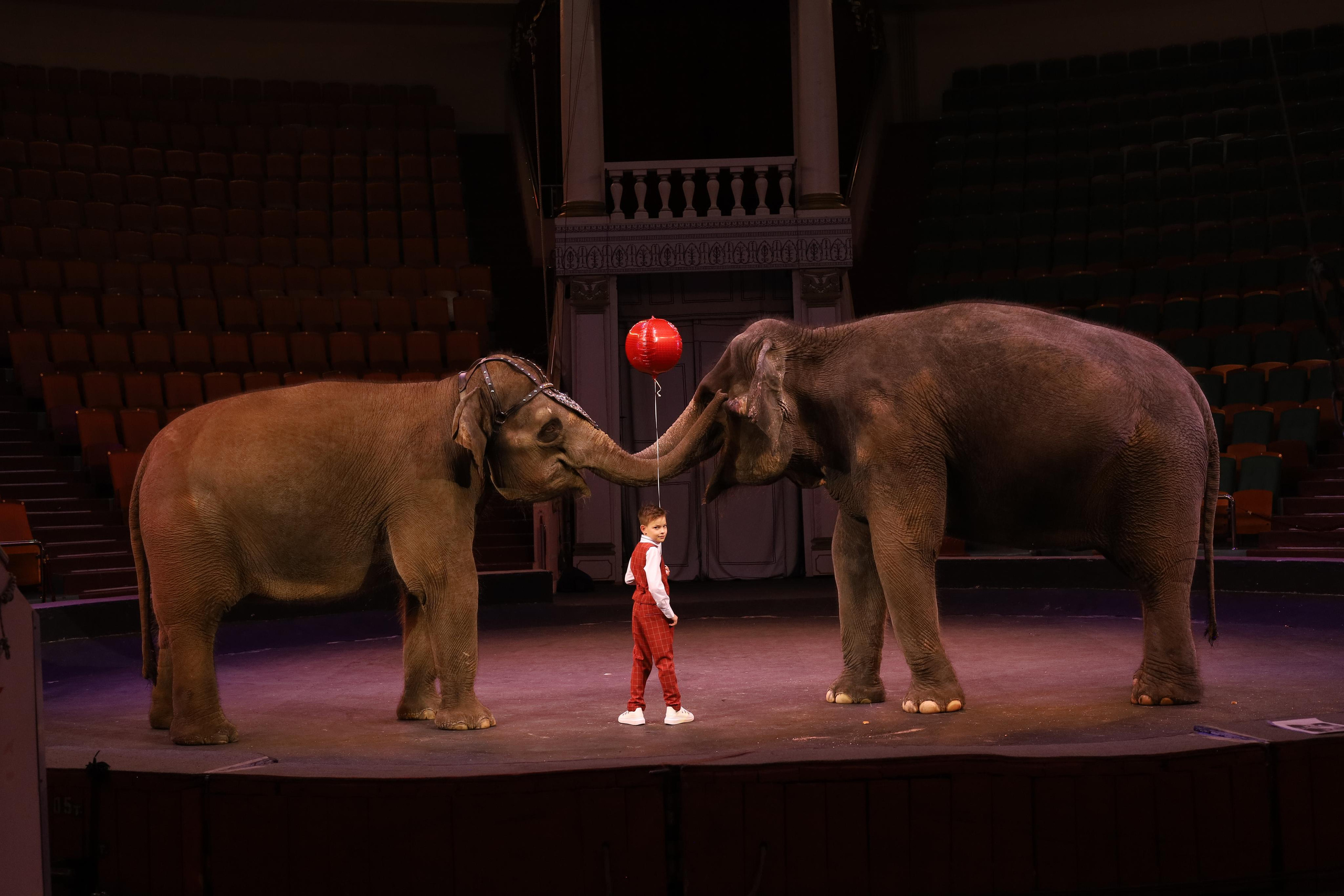 Со слонами. Детский сказочный фотограф Ярославль