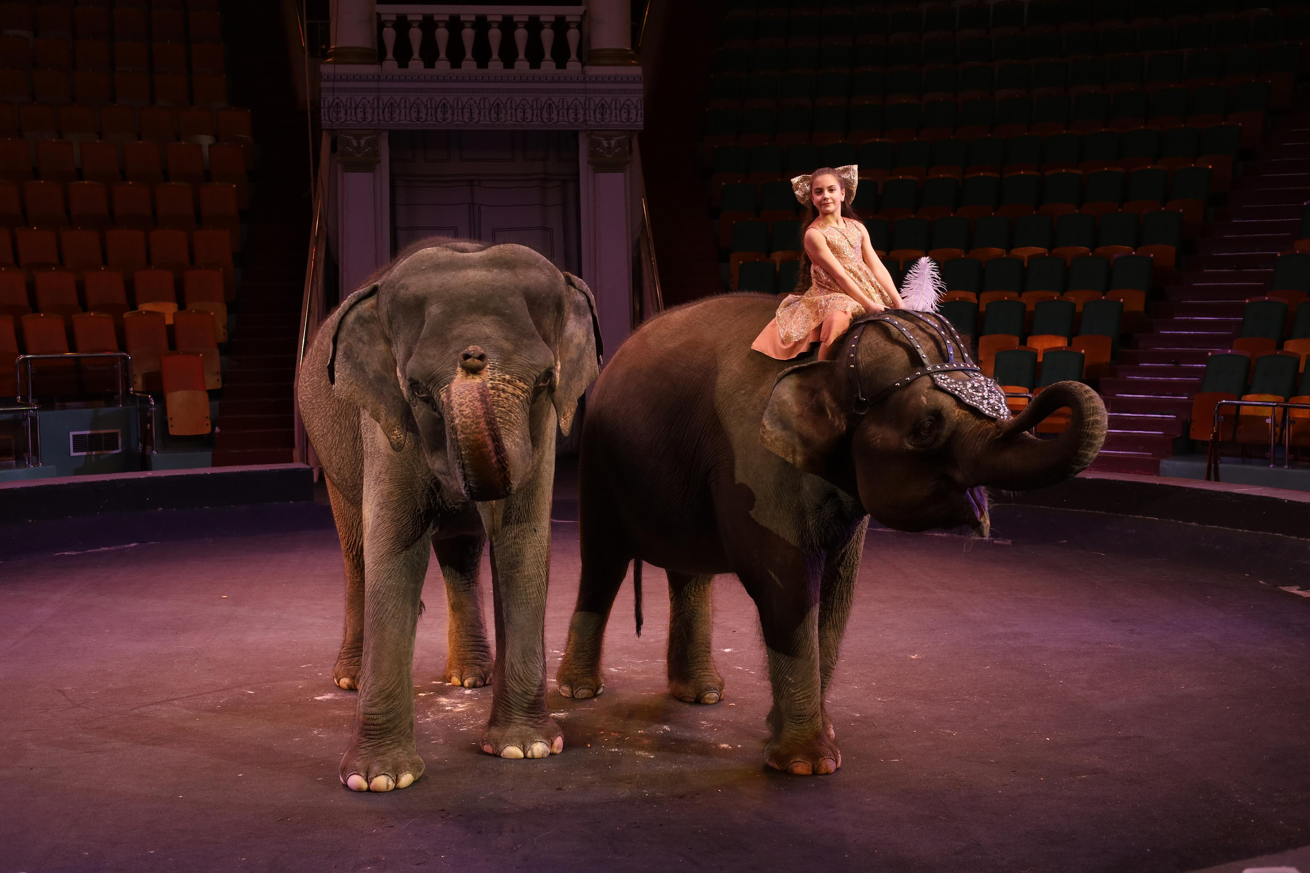 И снова слоны!. Детский сказочный фотограф Ярославль