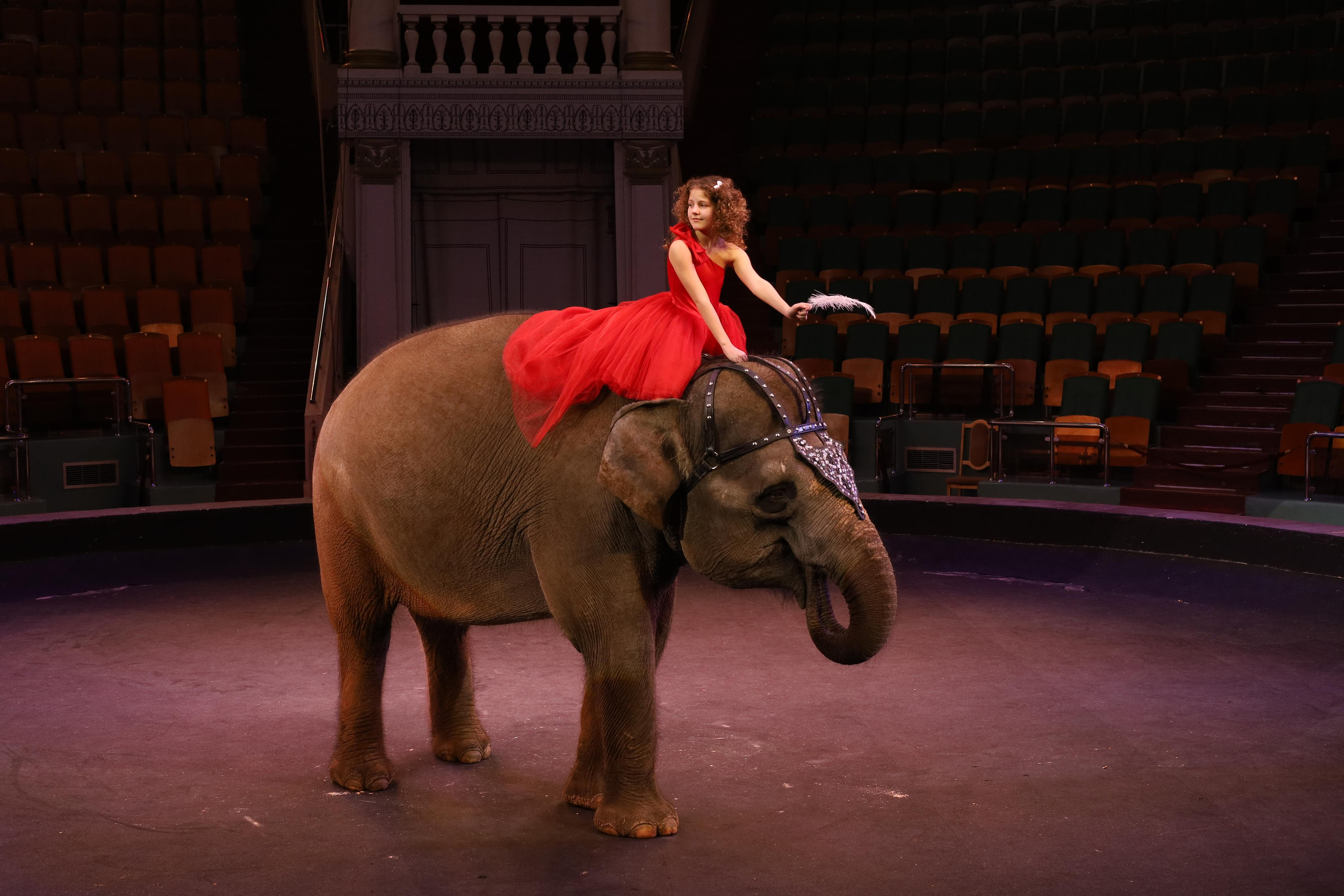 Со слонами. Детский сказочный фотограф Ярославль