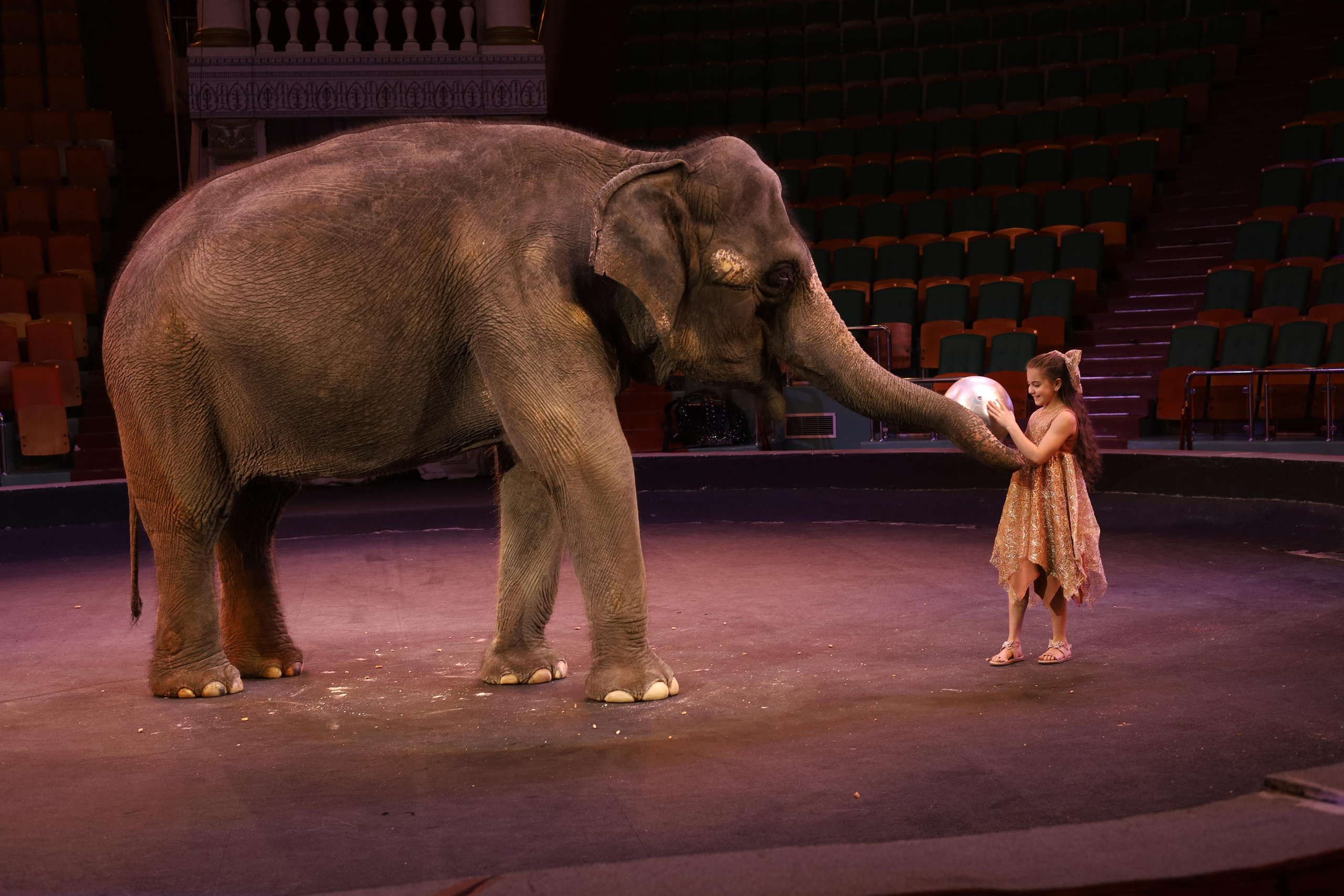 И снова слоны!. Детский сказочный фотограф Ярославль