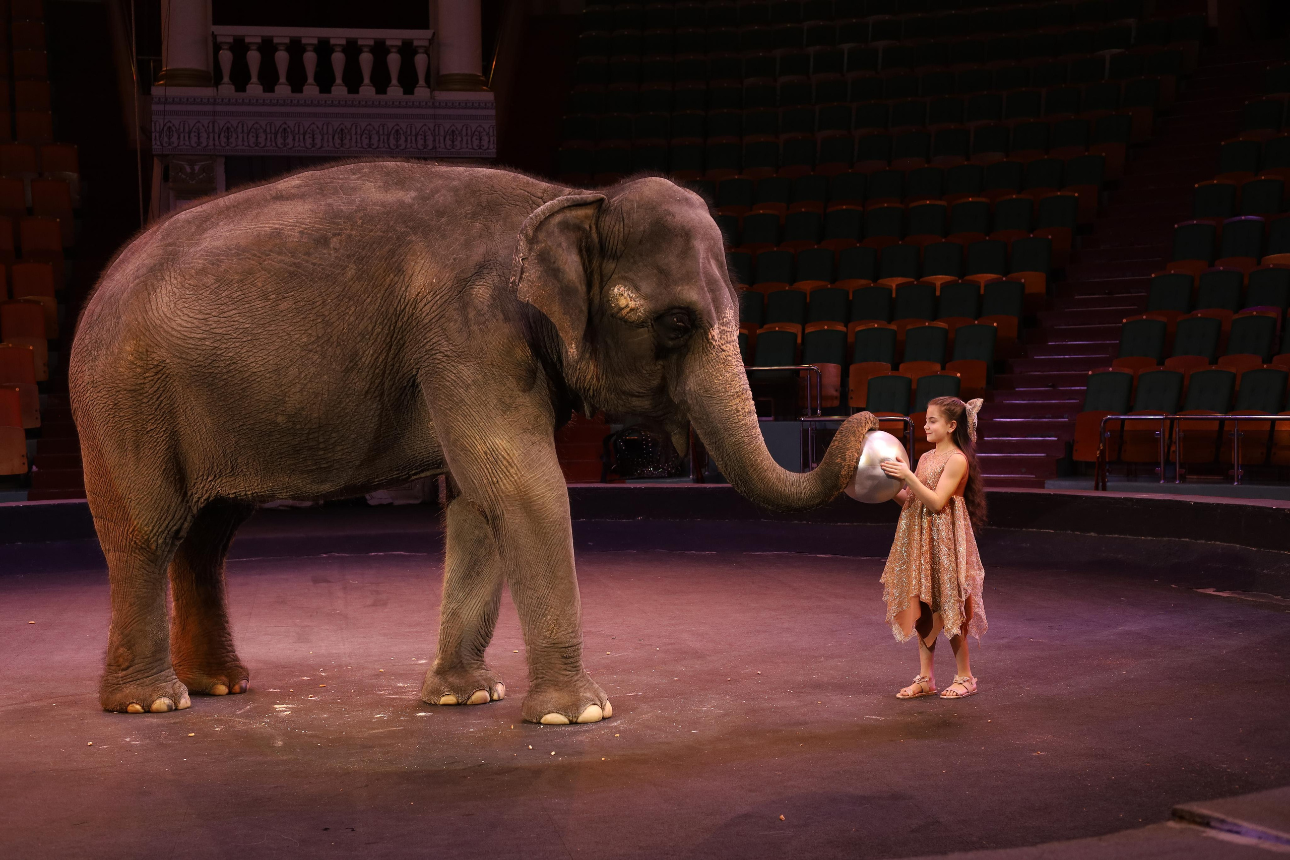 И снова слоны!. Детский сказочный фотограф Ярославль