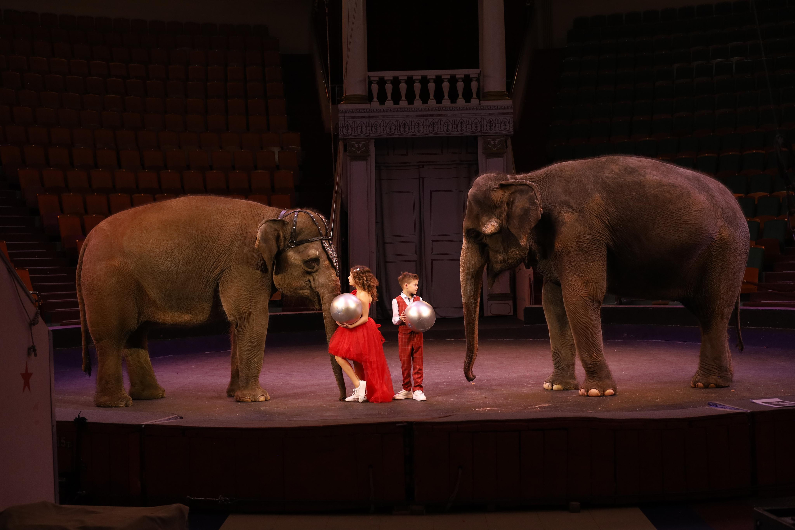 Со слонами. Детский сказочный фотограф Ярославль