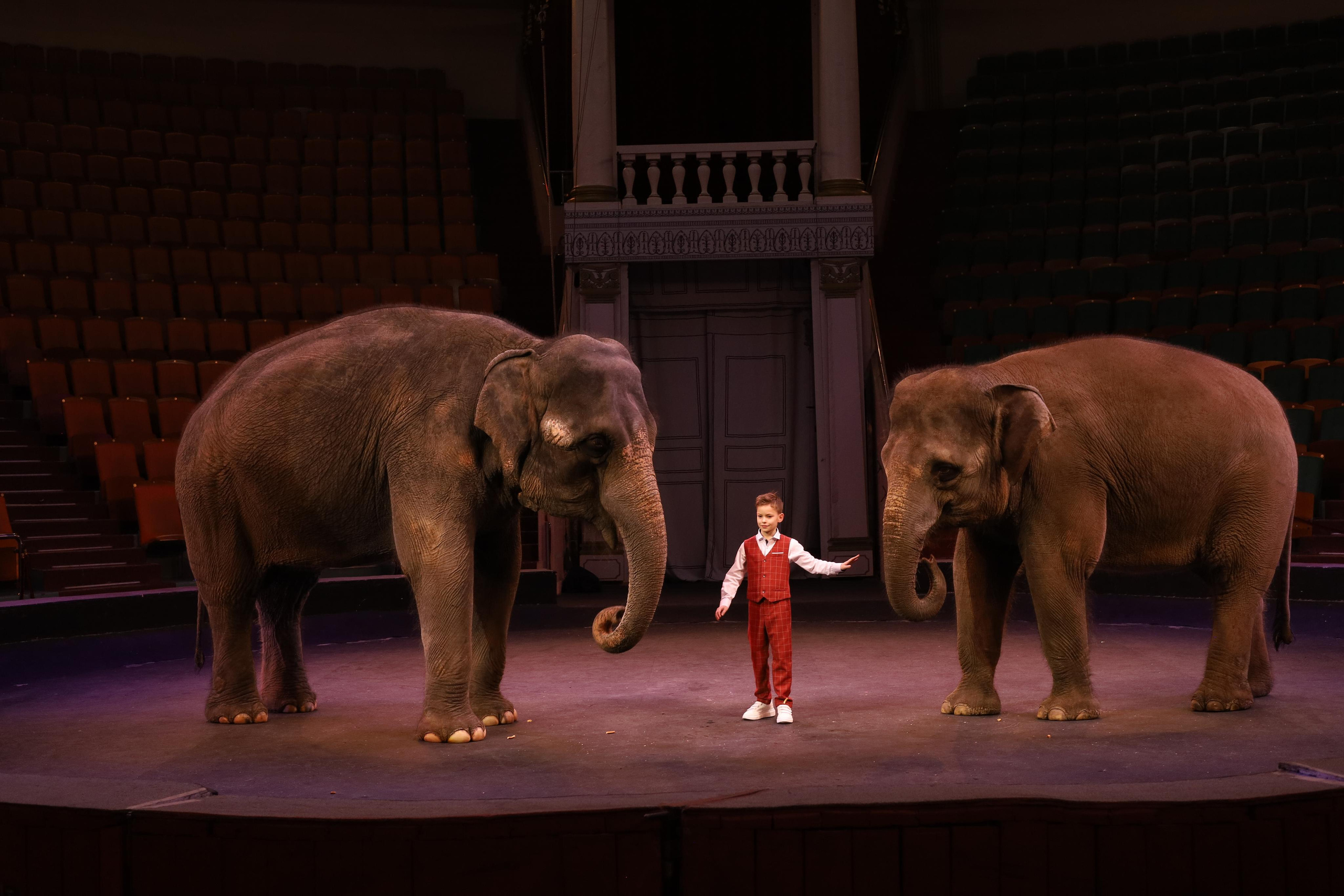 Со слонами. Детский сказочный фотограф Ярославль