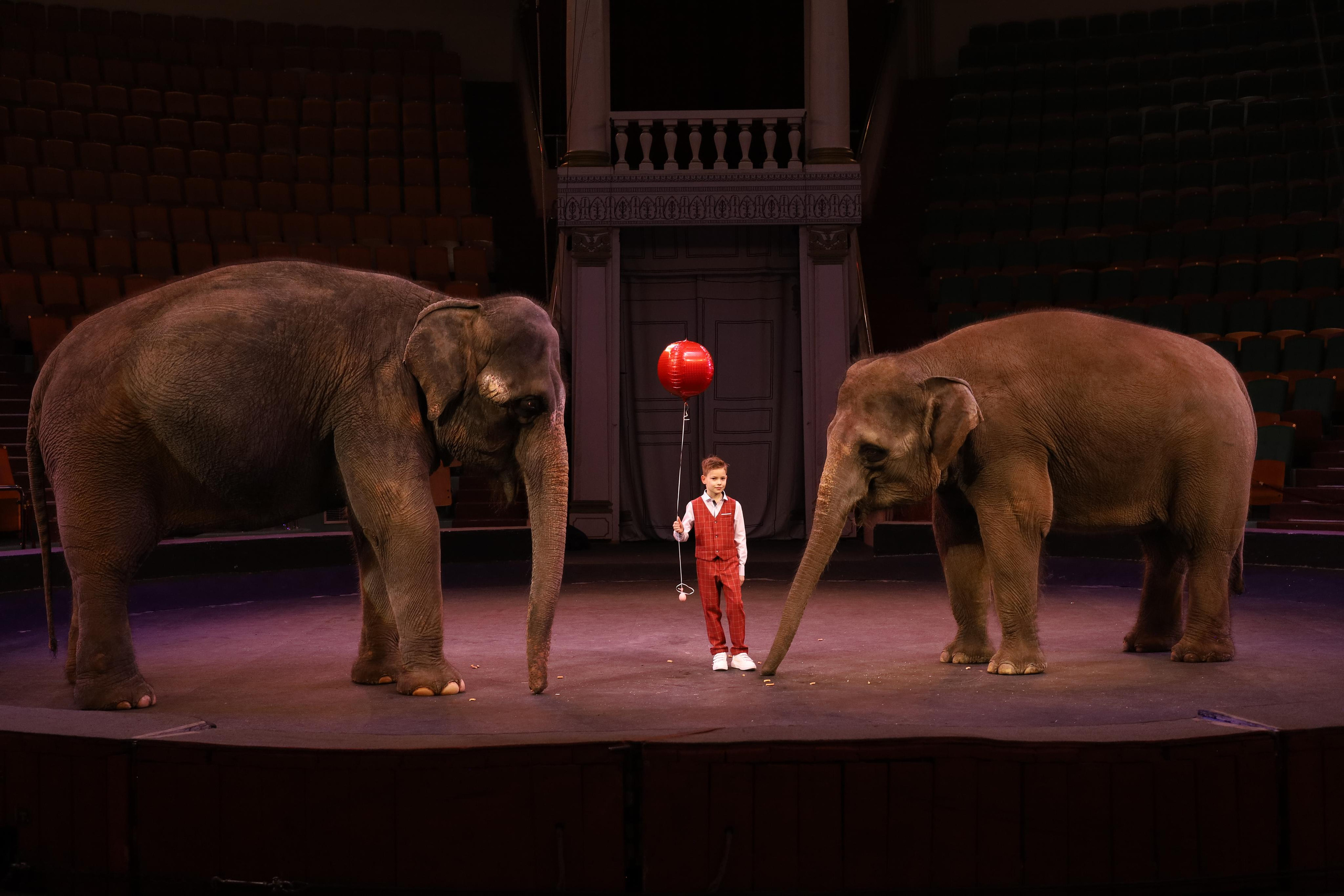 Со слонами. Детский сказочный фотограф Ярославль