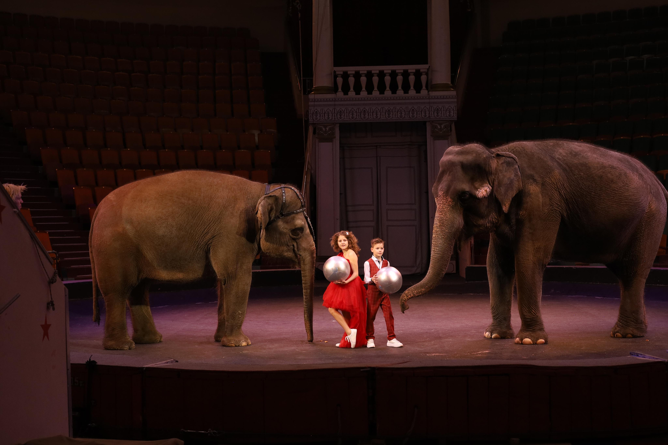 Со слонами. Детский сказочный фотограф Ярославль