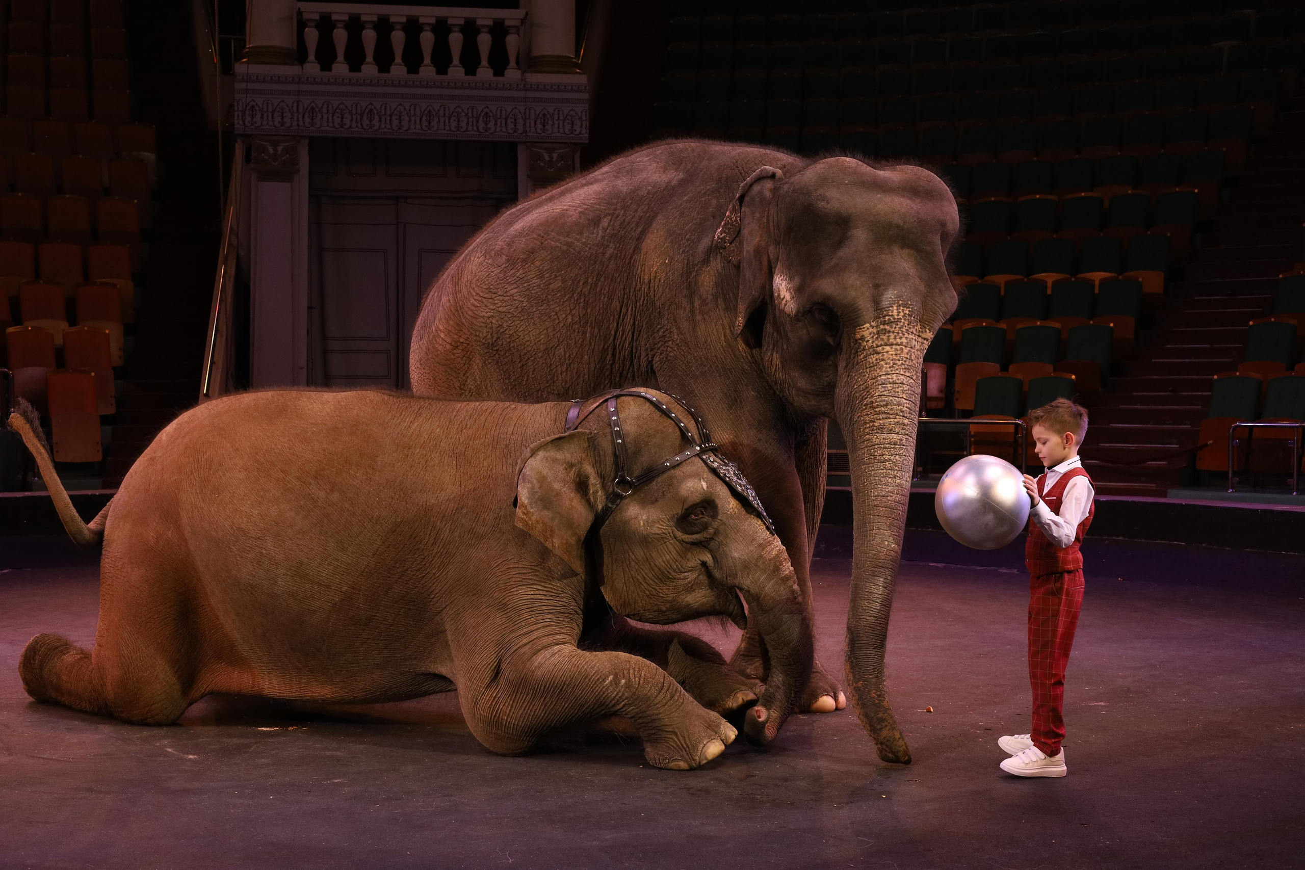 Со слонами. Детский сказочный фотограф Ярославль