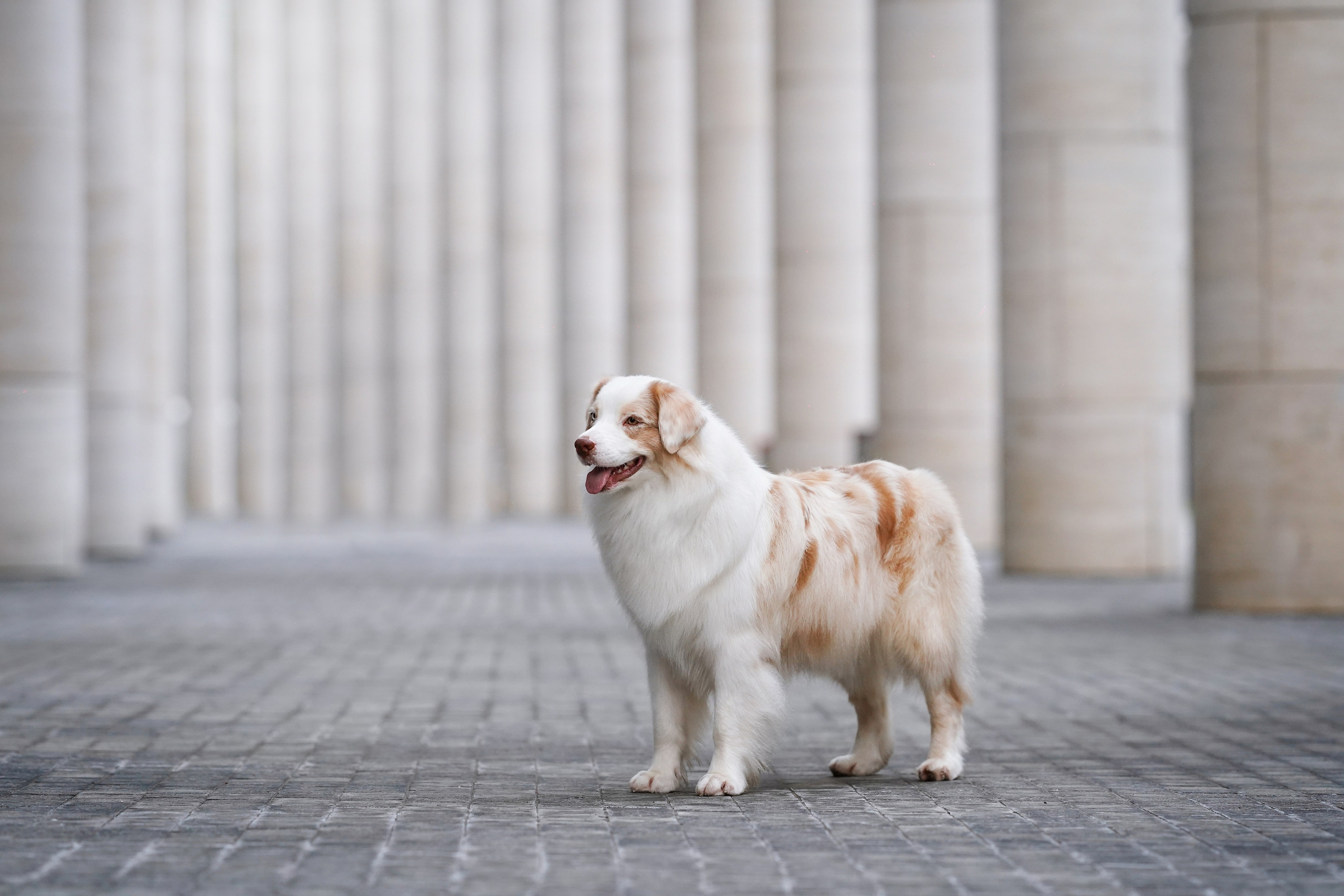 Кристина Катя Гермиона и Бэст. Фотограф-анималист в Санкт-Петербурге Яна Мартынова