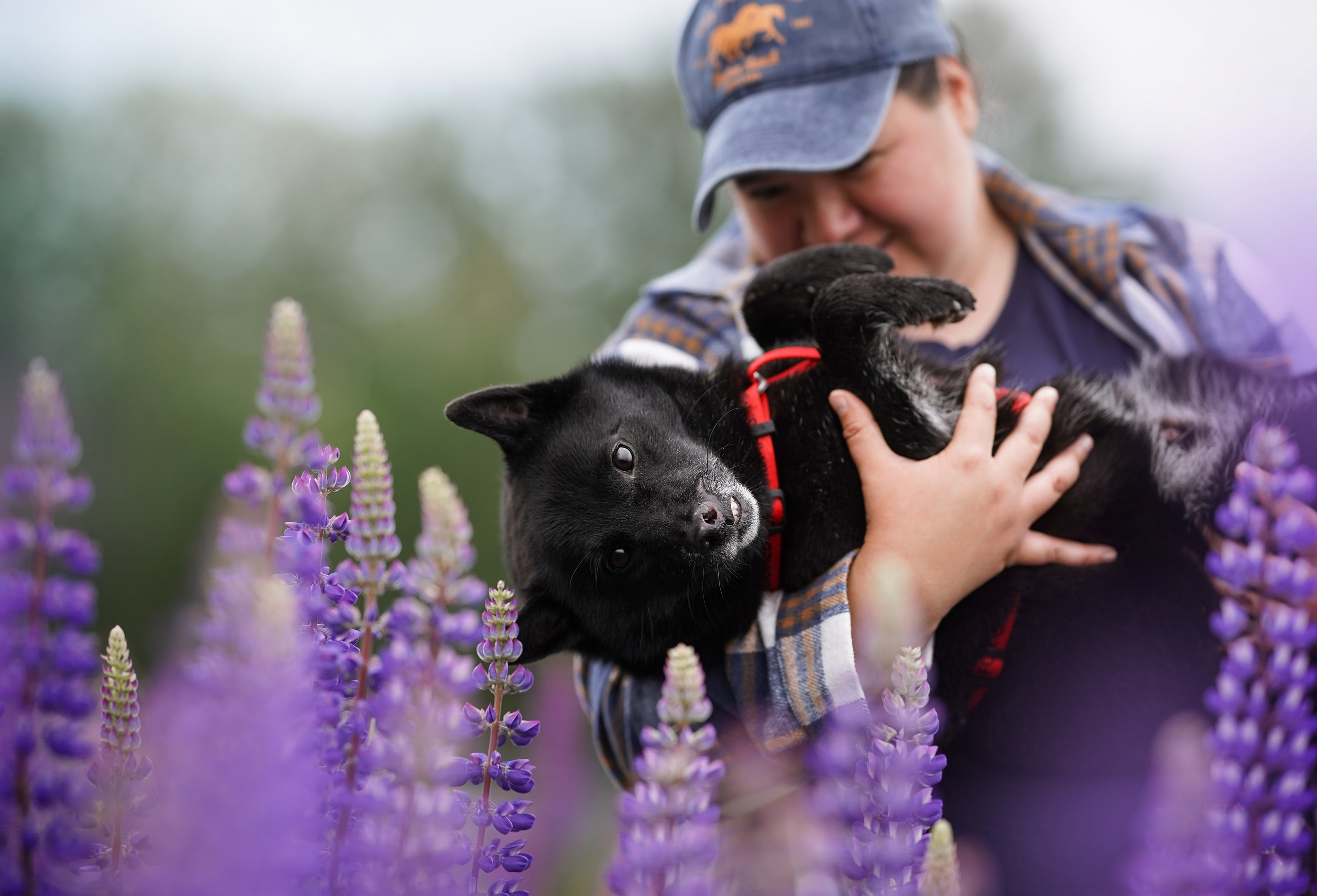 Аня Арчи и Панда в люпинах. Фотограф-анималист в Санкт-Петербурге Яна Мартынова