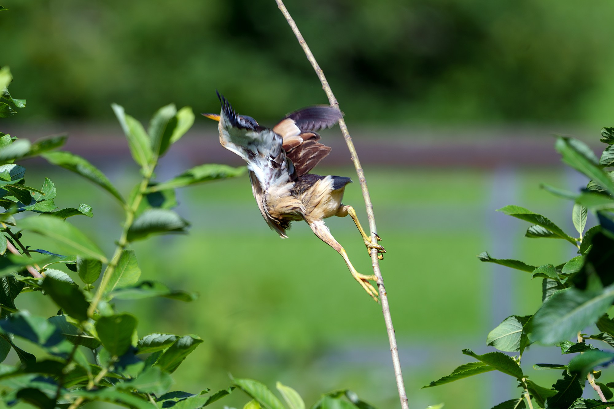 Удивительные мир птиц. Вокруг нас столько прекрасного — присмотритесь!. Ваш личный фотограф Марина Волкова