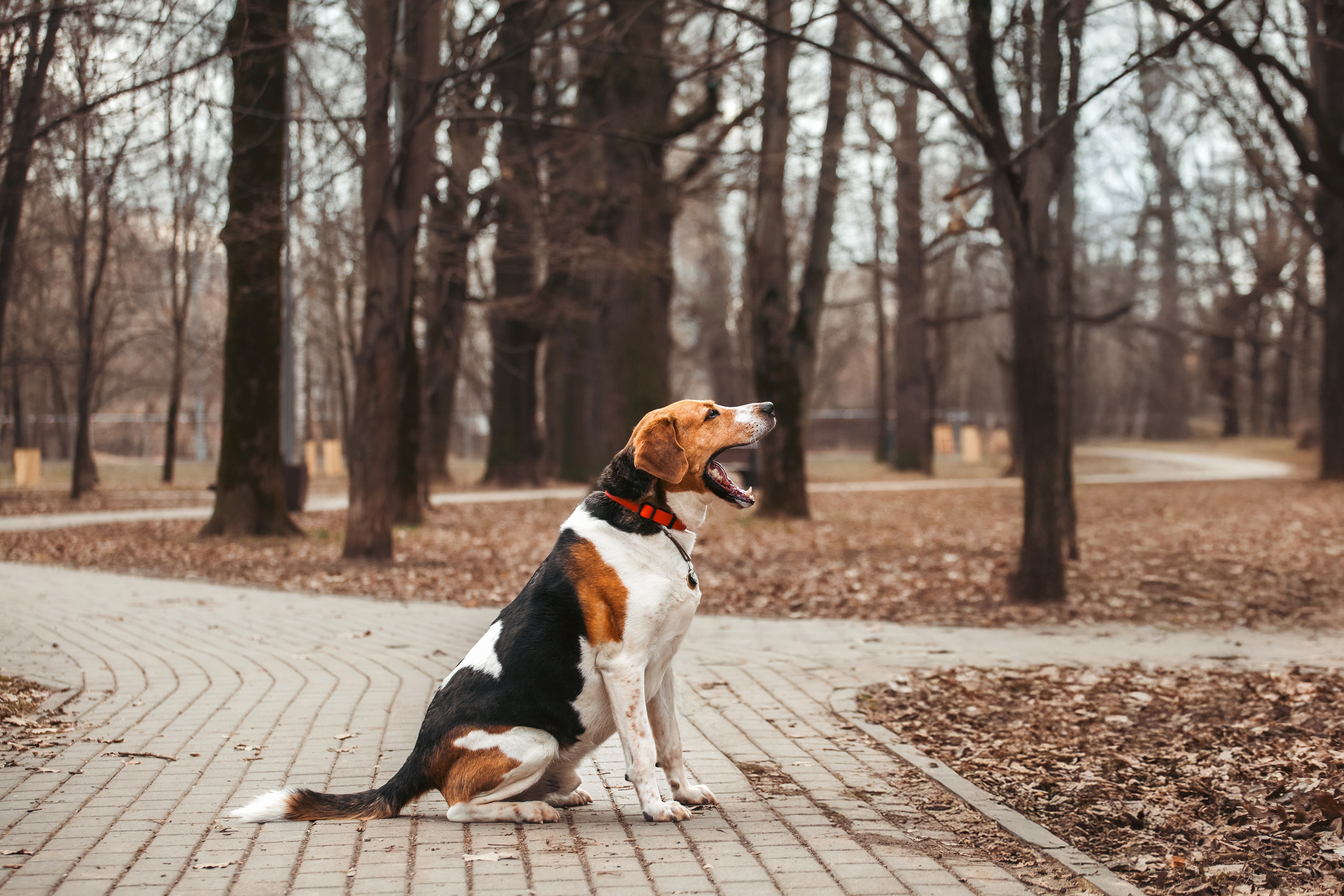 Собаки из приюта Дубовая роща весна 2025. Фотограф-анималист Татьяна Степанова