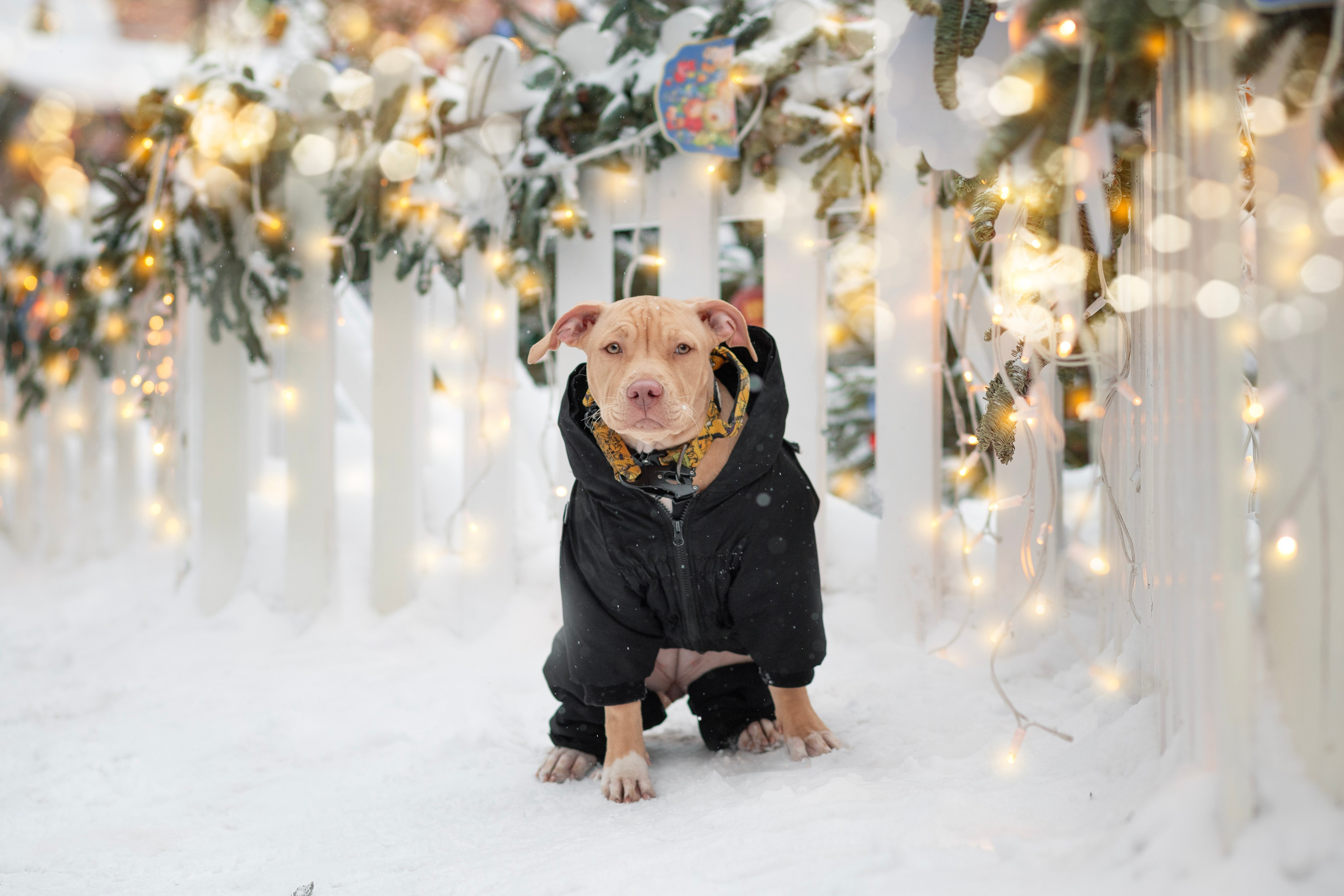 Фотосъёмка собак. Семейный и анималист фотограф в Переславле Анастасия Гусева