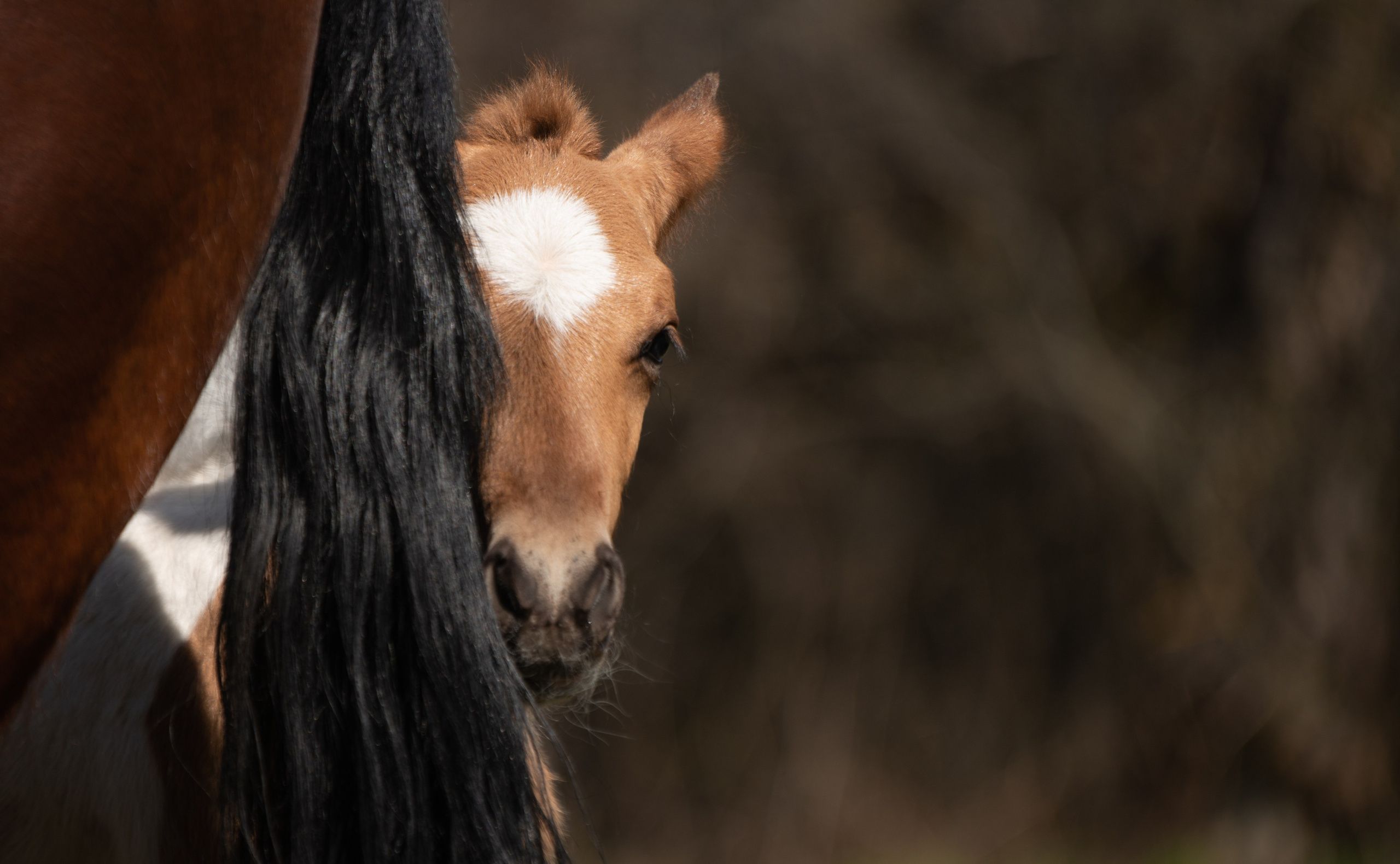 Жеребёнок Митяй. Конный фотограф в Саратове Юлия Иванова