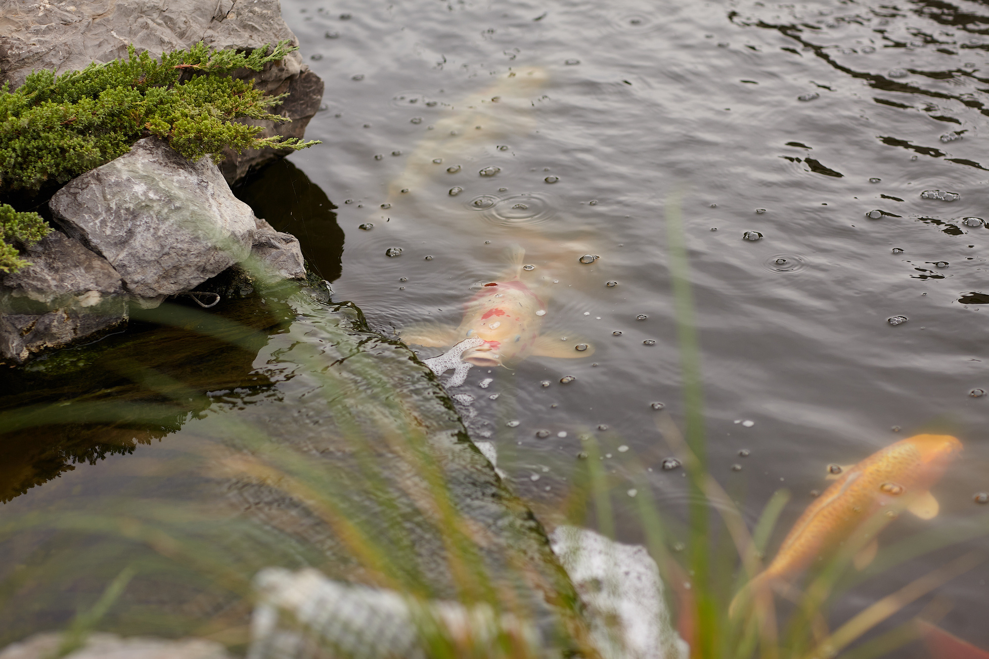 Фотосессия в красивой локации Белая Калитва. Фото видео съёмка в Белой Калитве дуэт Герман и Инна