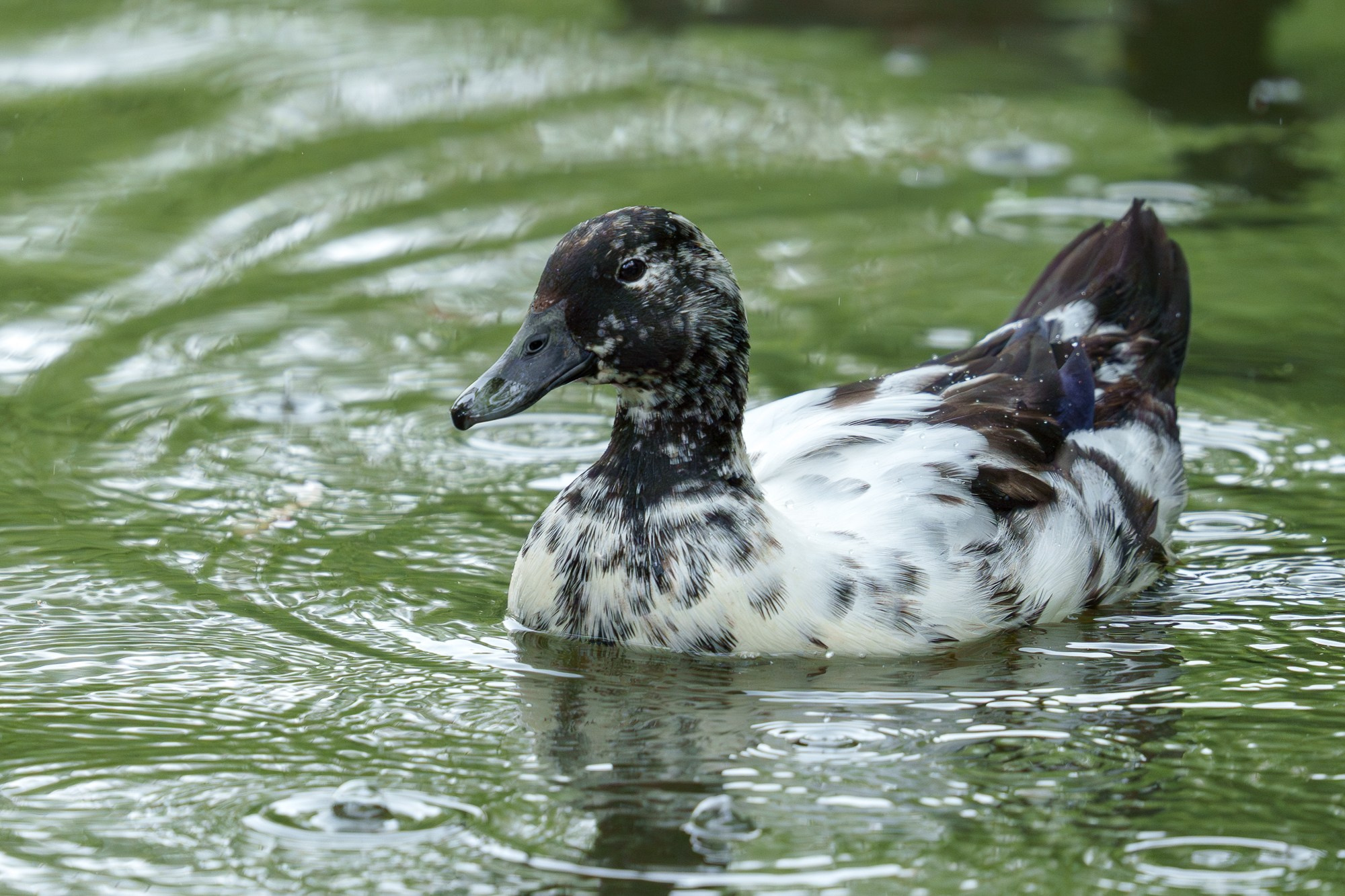 Удивительные мир птиц. Вокруг нас столько прекрасного — присмотритесь!. Ваш личный фотограф Марина Волкова