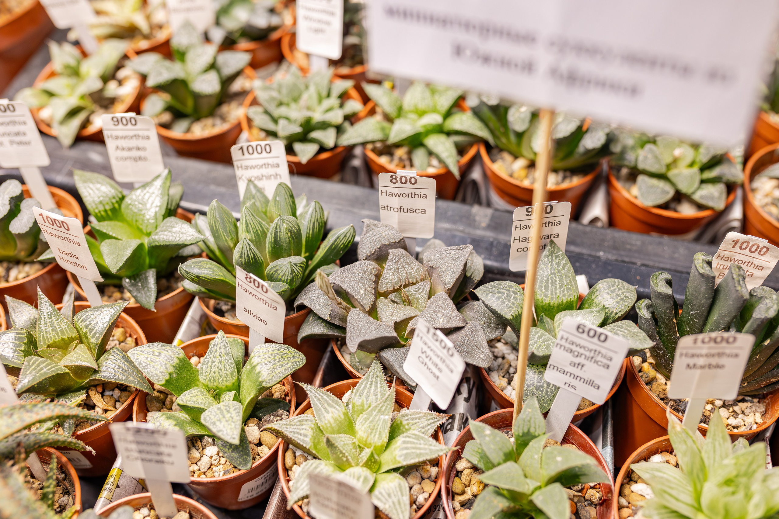 Монстериум апрель 2026. Александра Куликова фотограф, Москва