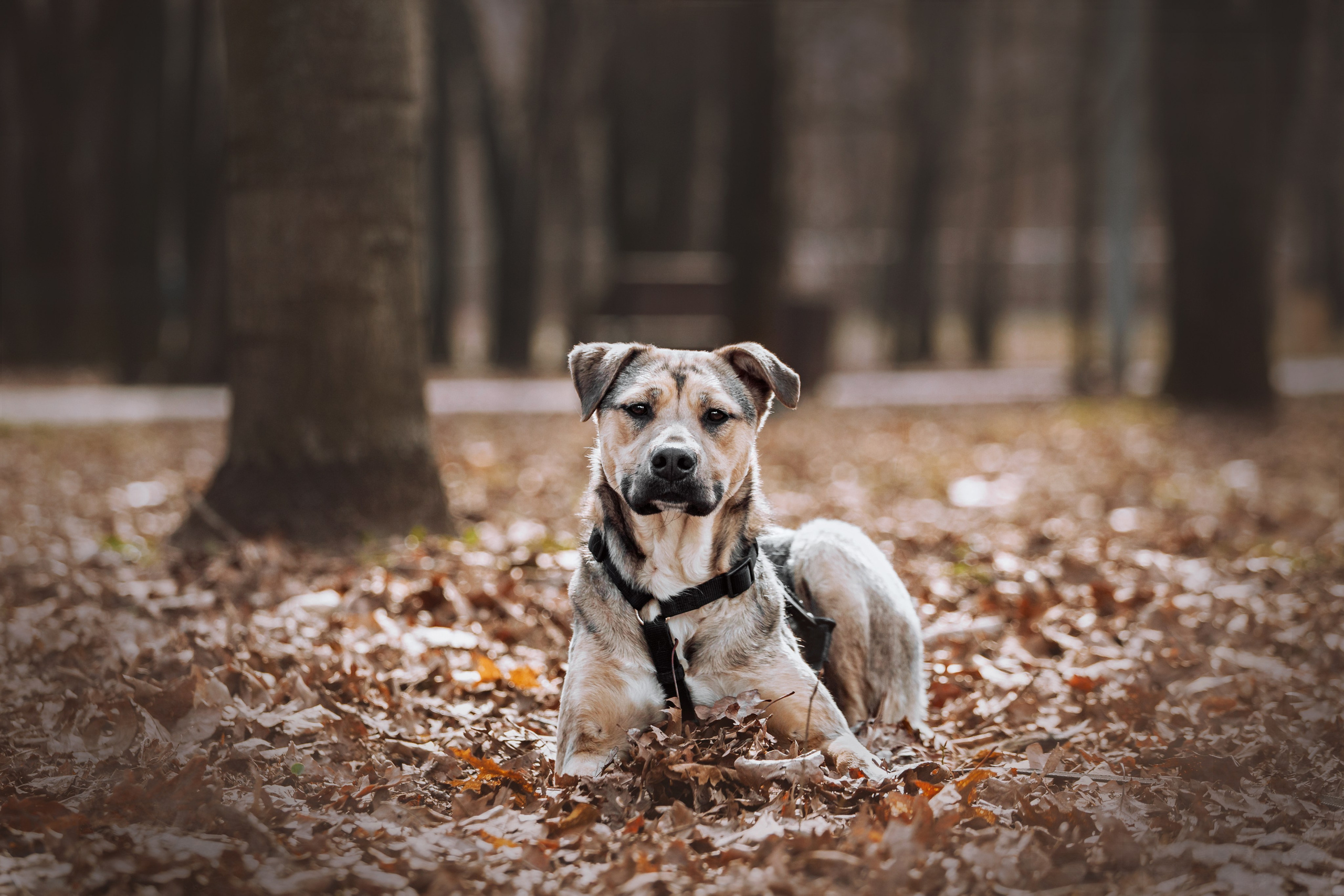 Собаки из приюта Дубовая роща весна 2025. Фотограф-анималист Татьяна Степанова