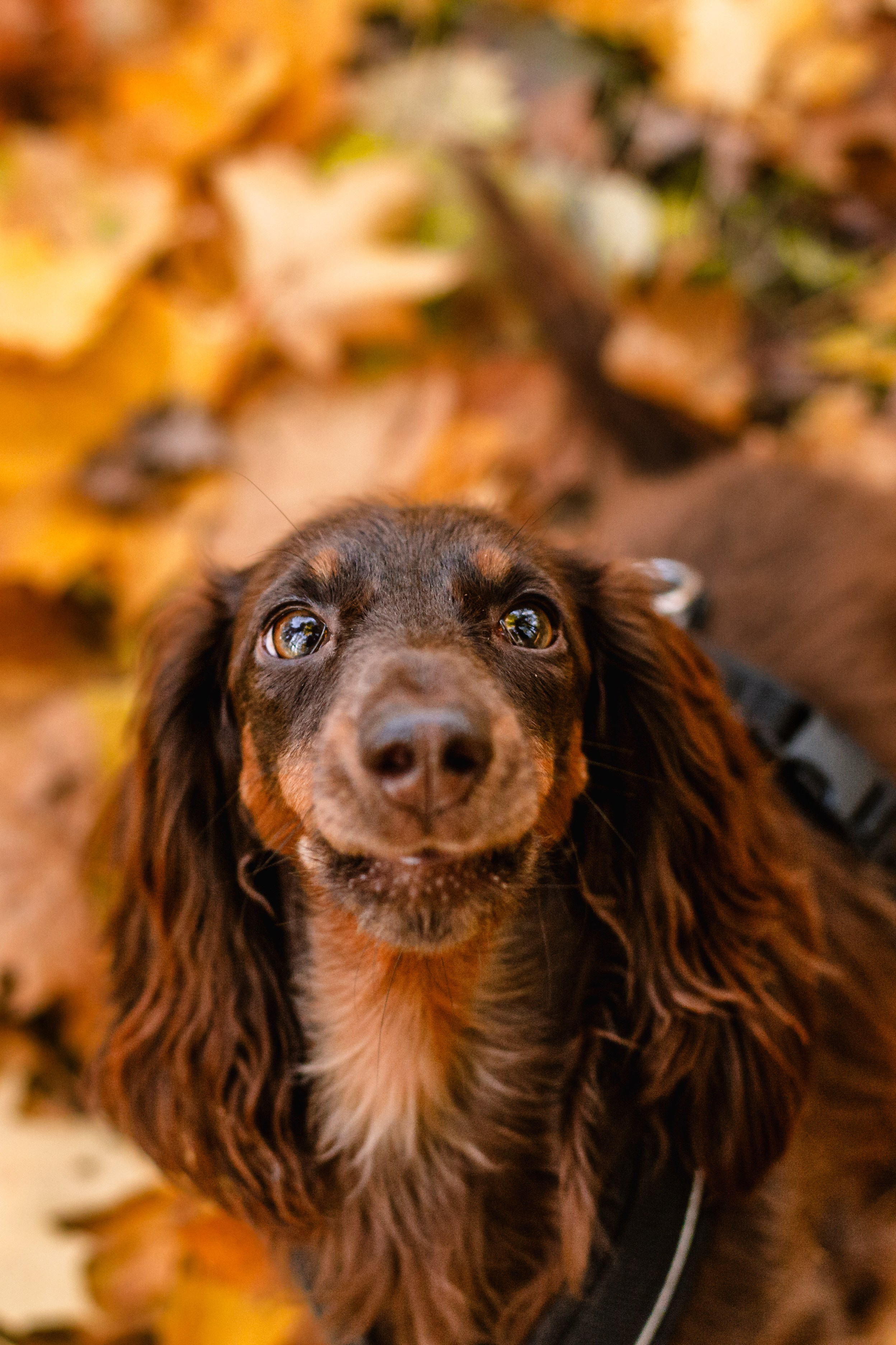 Света, Хайди, Богдана. Фотограф-анималист Татьяна Степанова