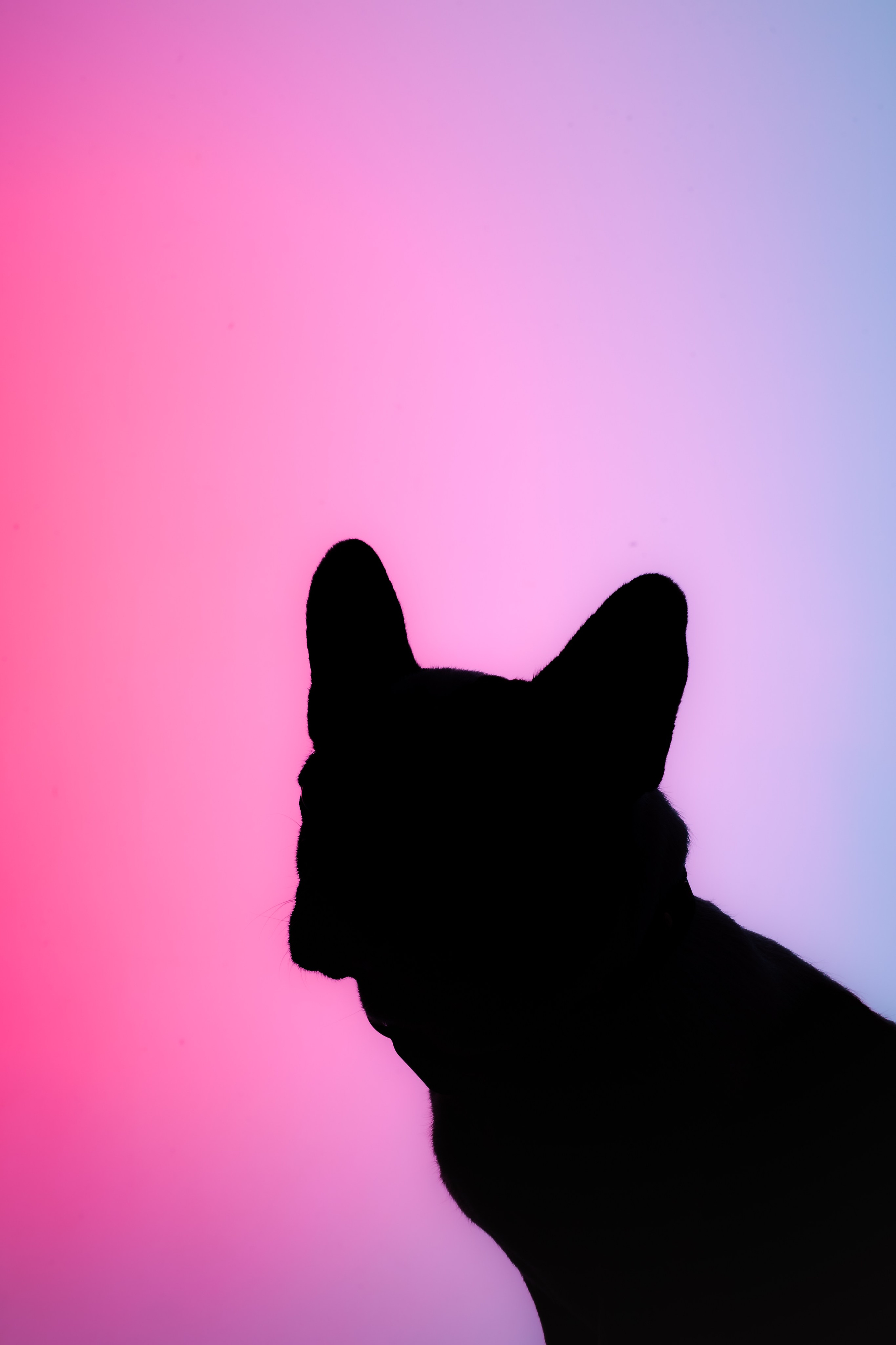 Студийная фотосессия с цветным светом. Фотограф-анималист Татьяна Степанова