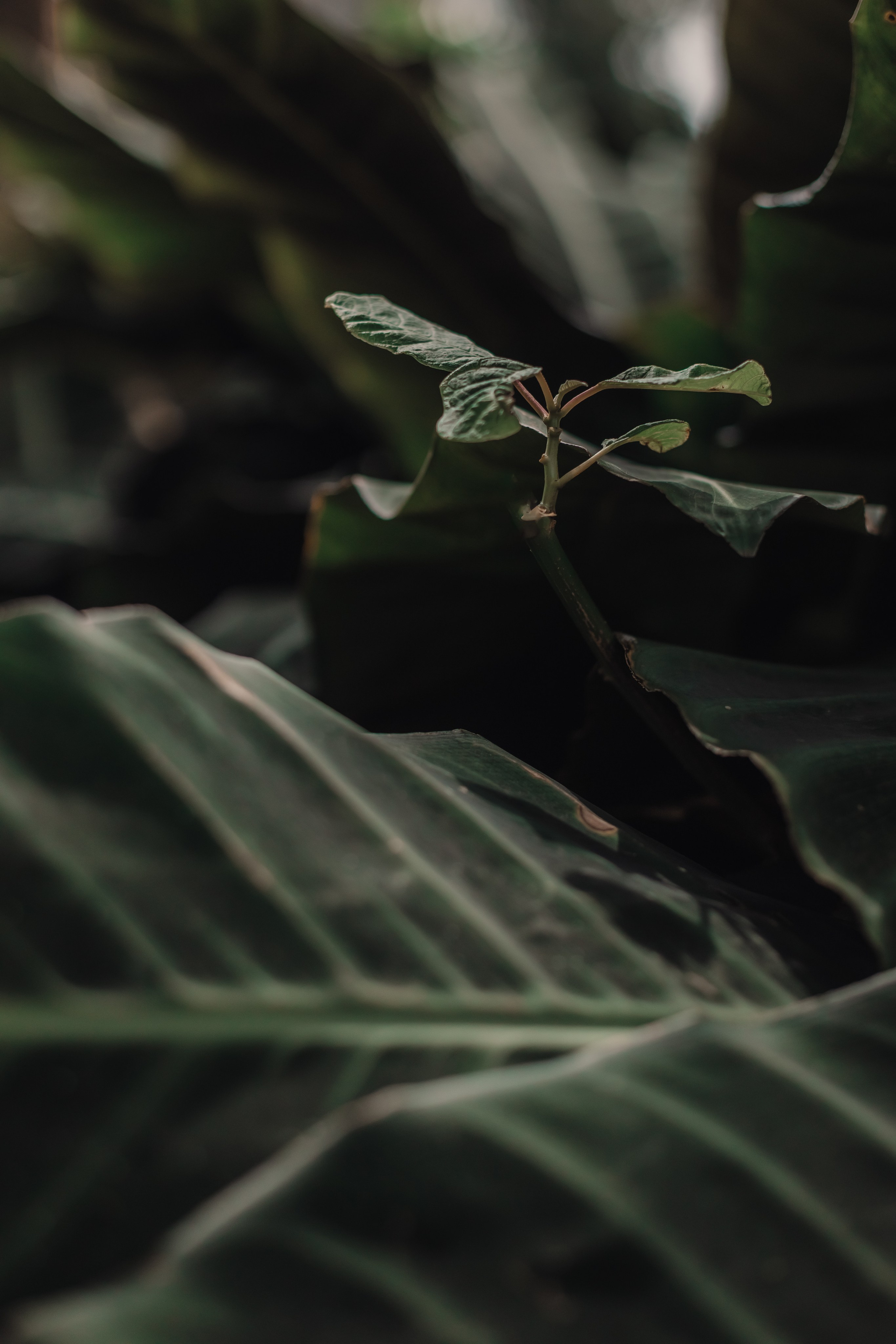 Kris. Mariam Bagdasaryan