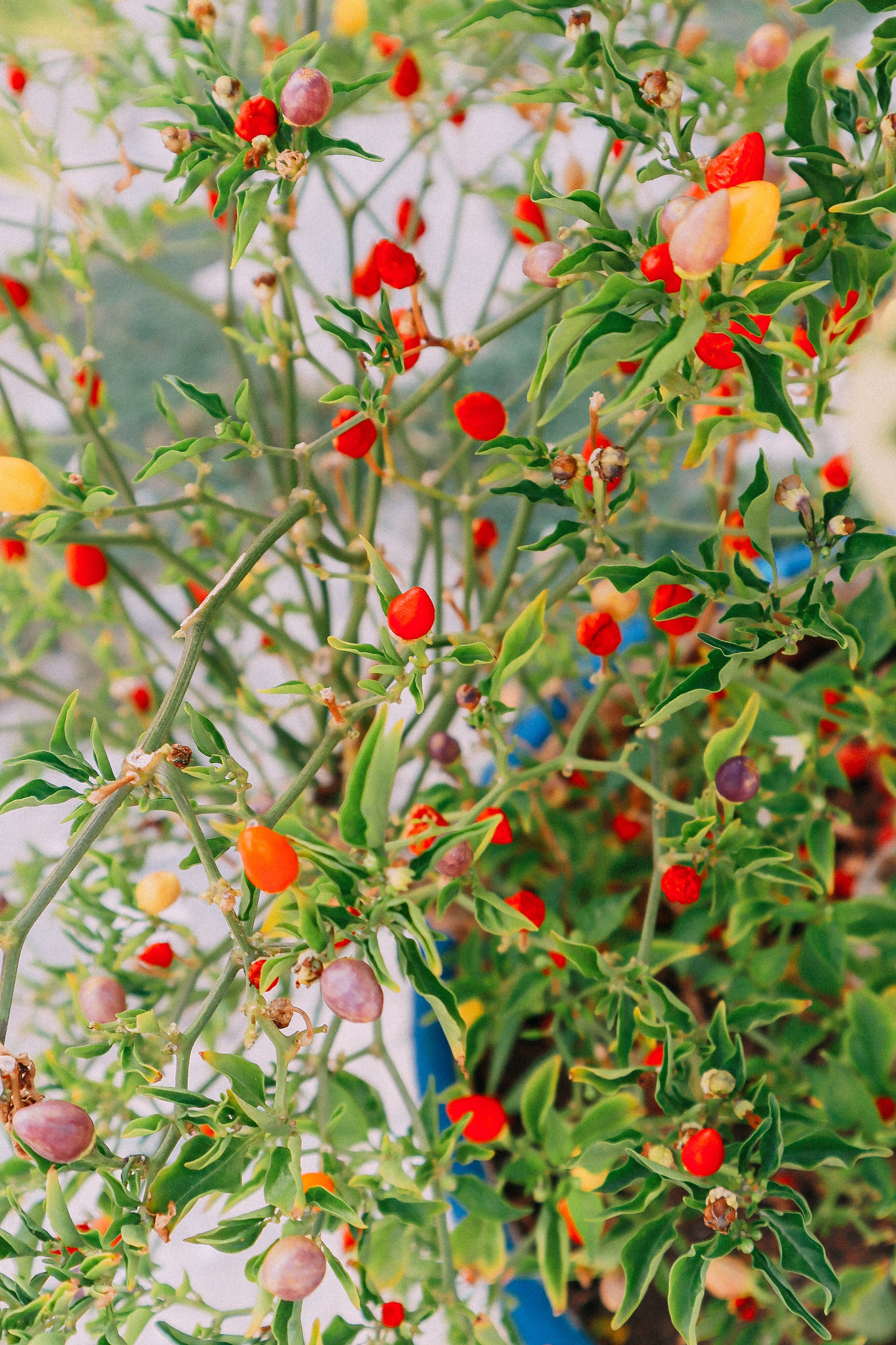 Крит. Аня Степанова