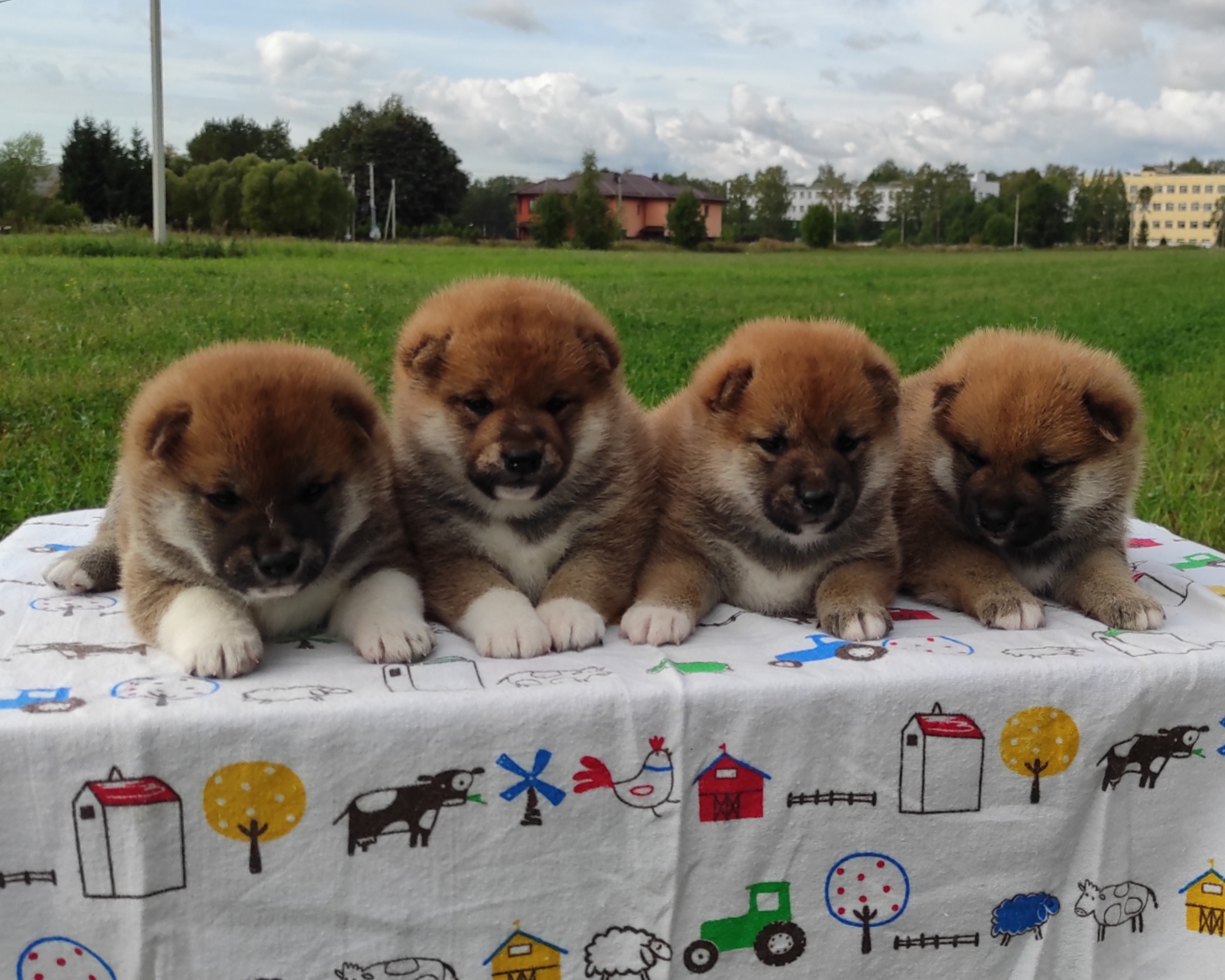 Сиба Rubylight литер Y питомник Рубилайт 