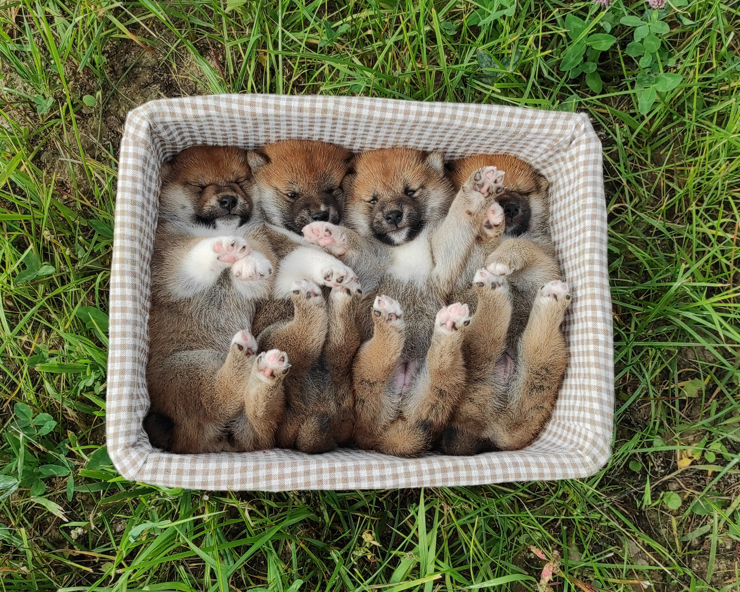 Сиба Rubylight литер Y питомник Рубилайт 