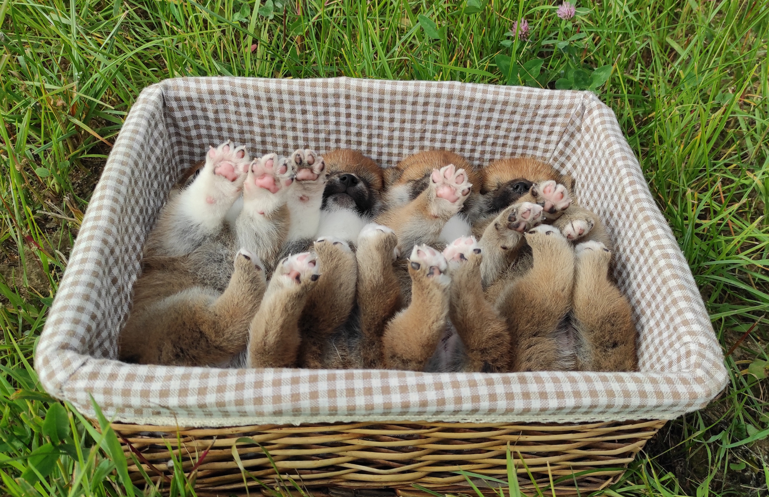 Сиба Rubylight литер Y питомник Рубилайт 