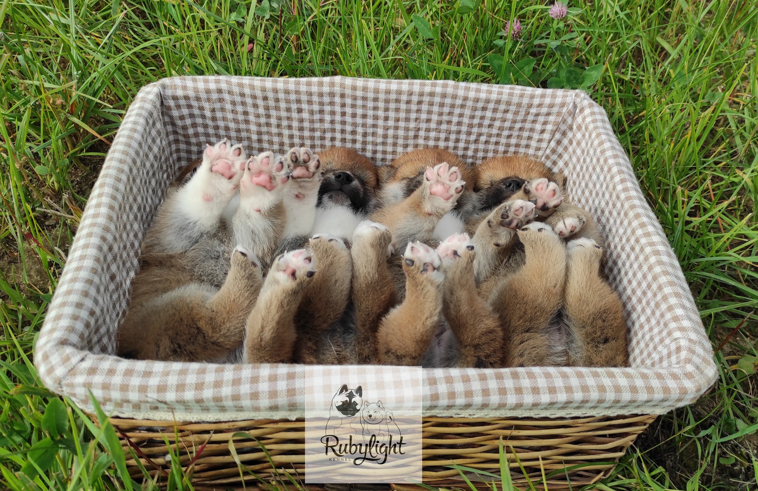 Сиба Rubylight литер Y питомник Рубилайт 