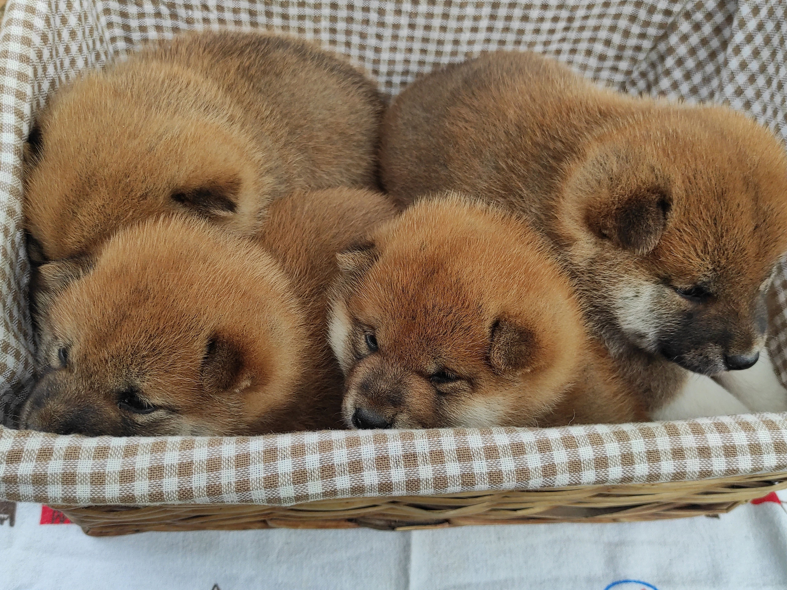 Сиба Rubylight литер Y питомник Рубилайт 