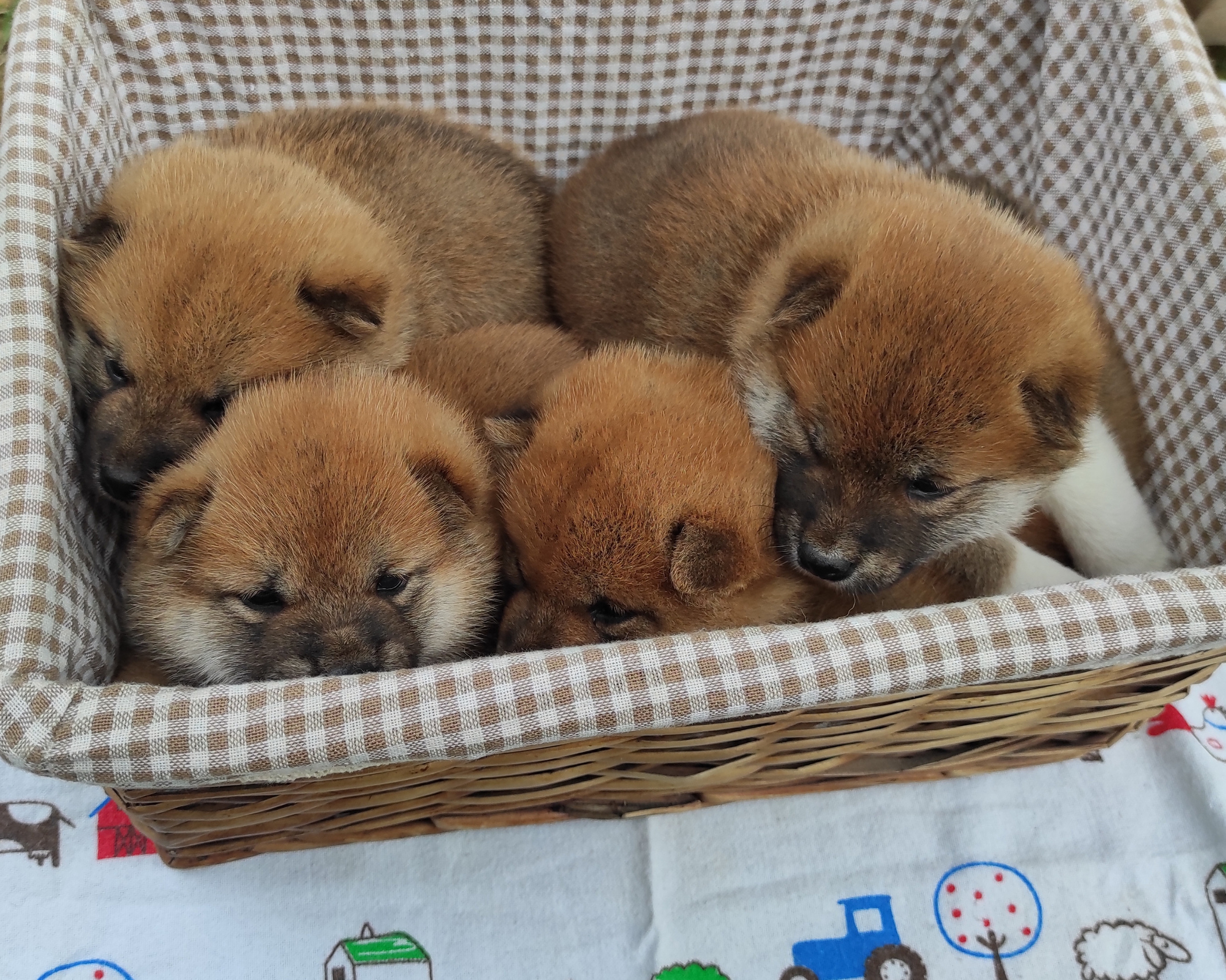 Сиба Rubylight литер Y питомник Рубилайт 